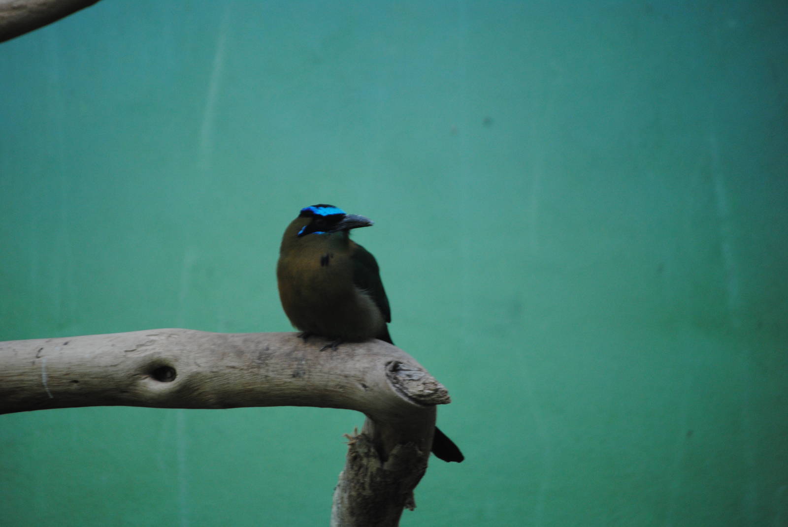 Blue-Crowned Motmot