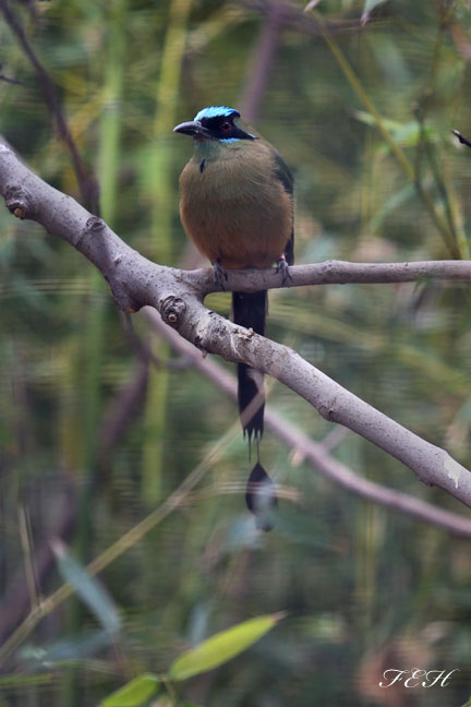 blue crowned motmot