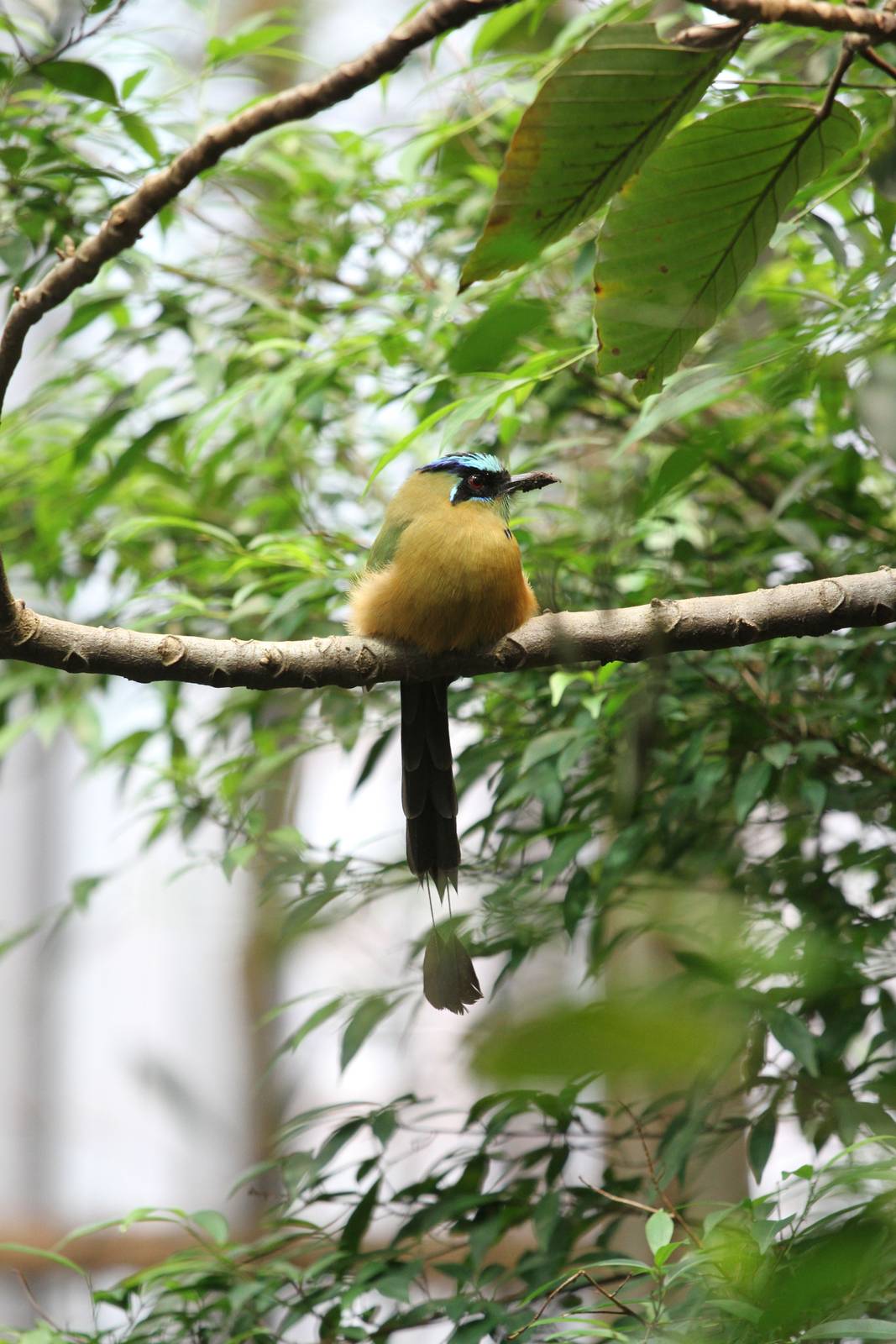 Blue-crowned Motmot