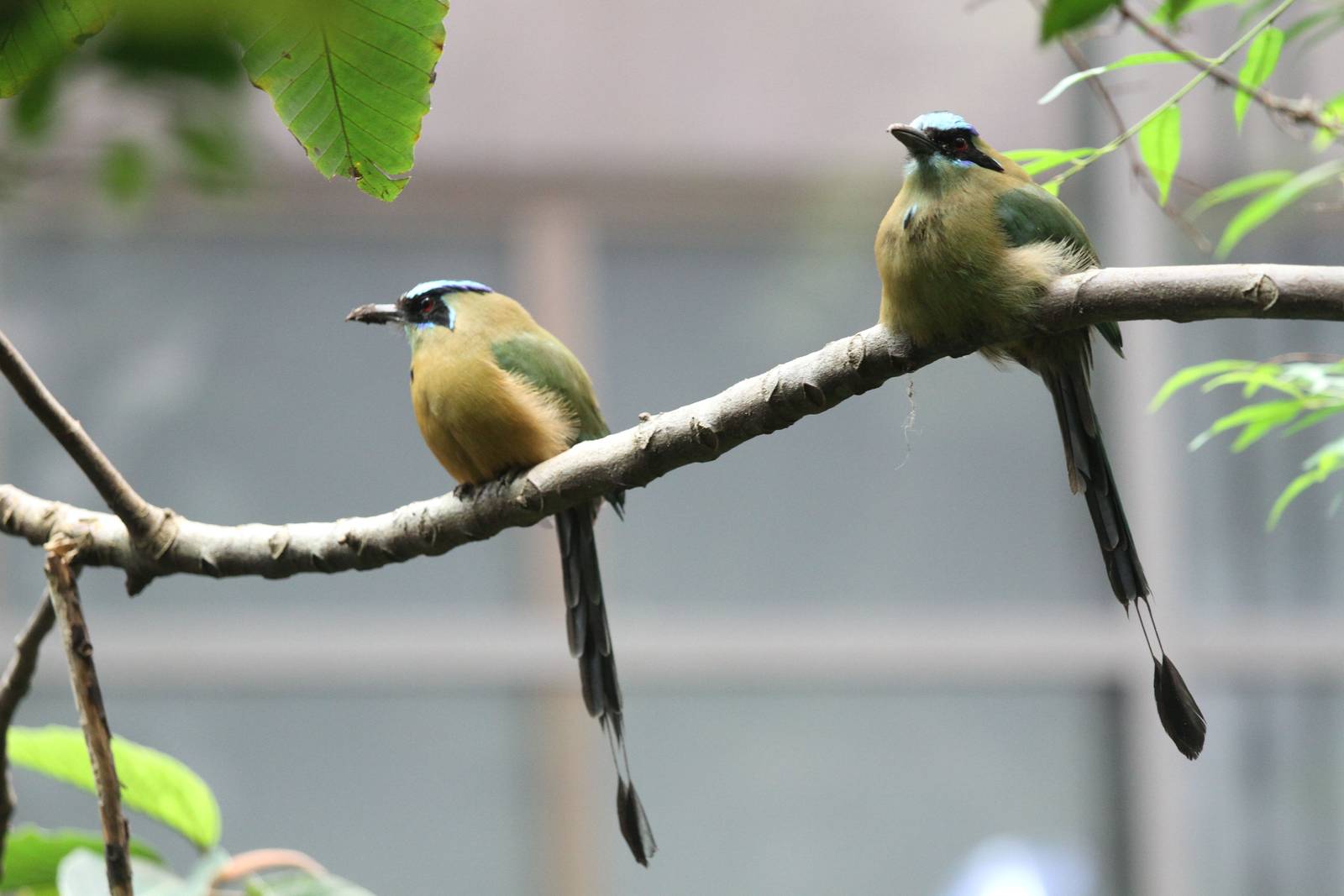 Blue-crowned Motmot