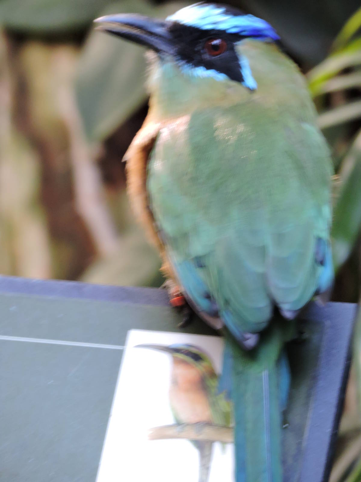 Blue Crowned Motmot