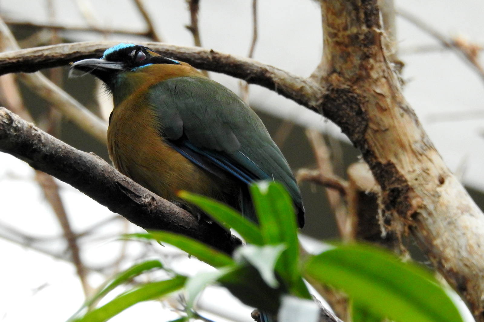 Blue Crowned Motmot