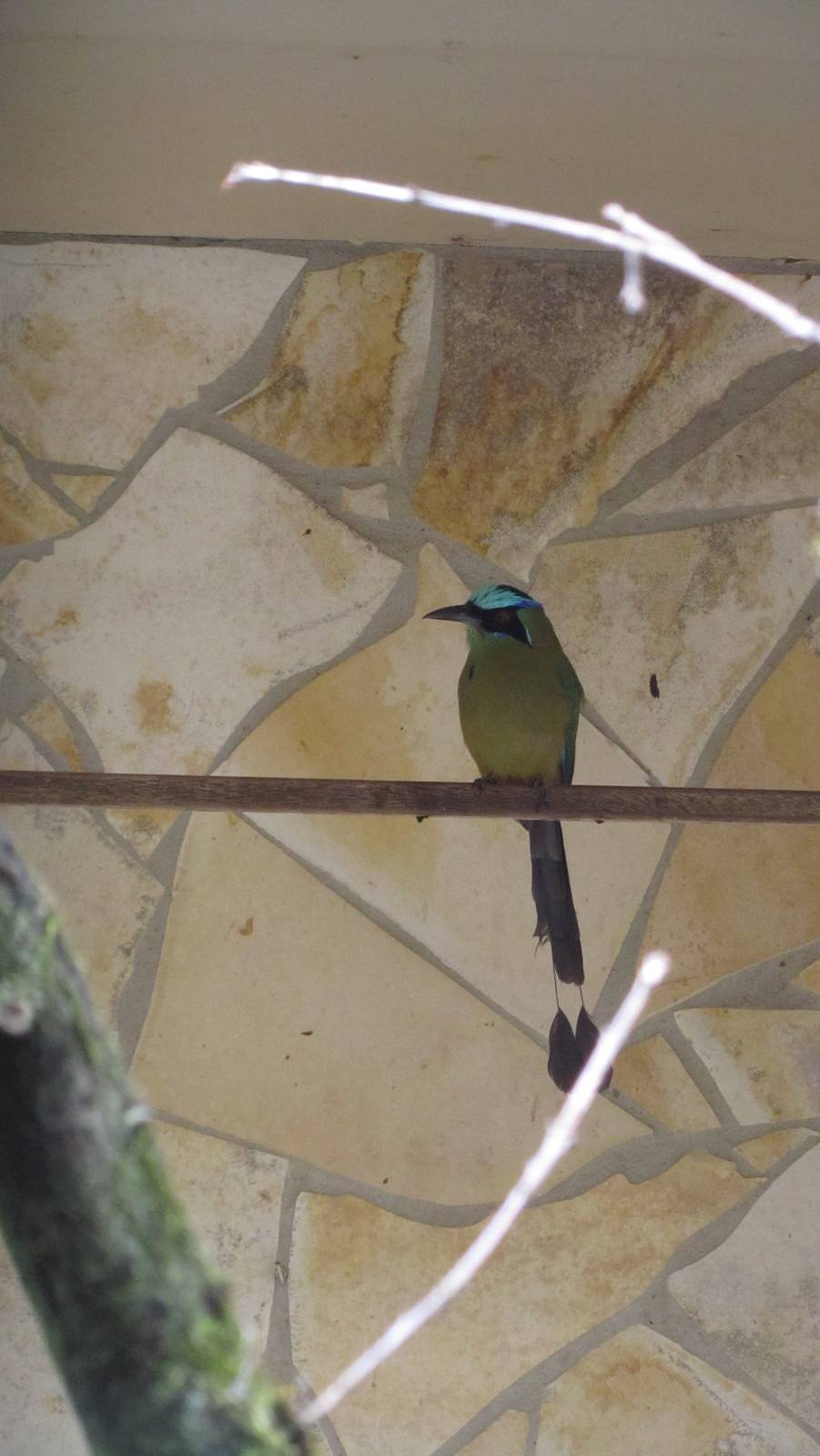Blue-crowned motmot