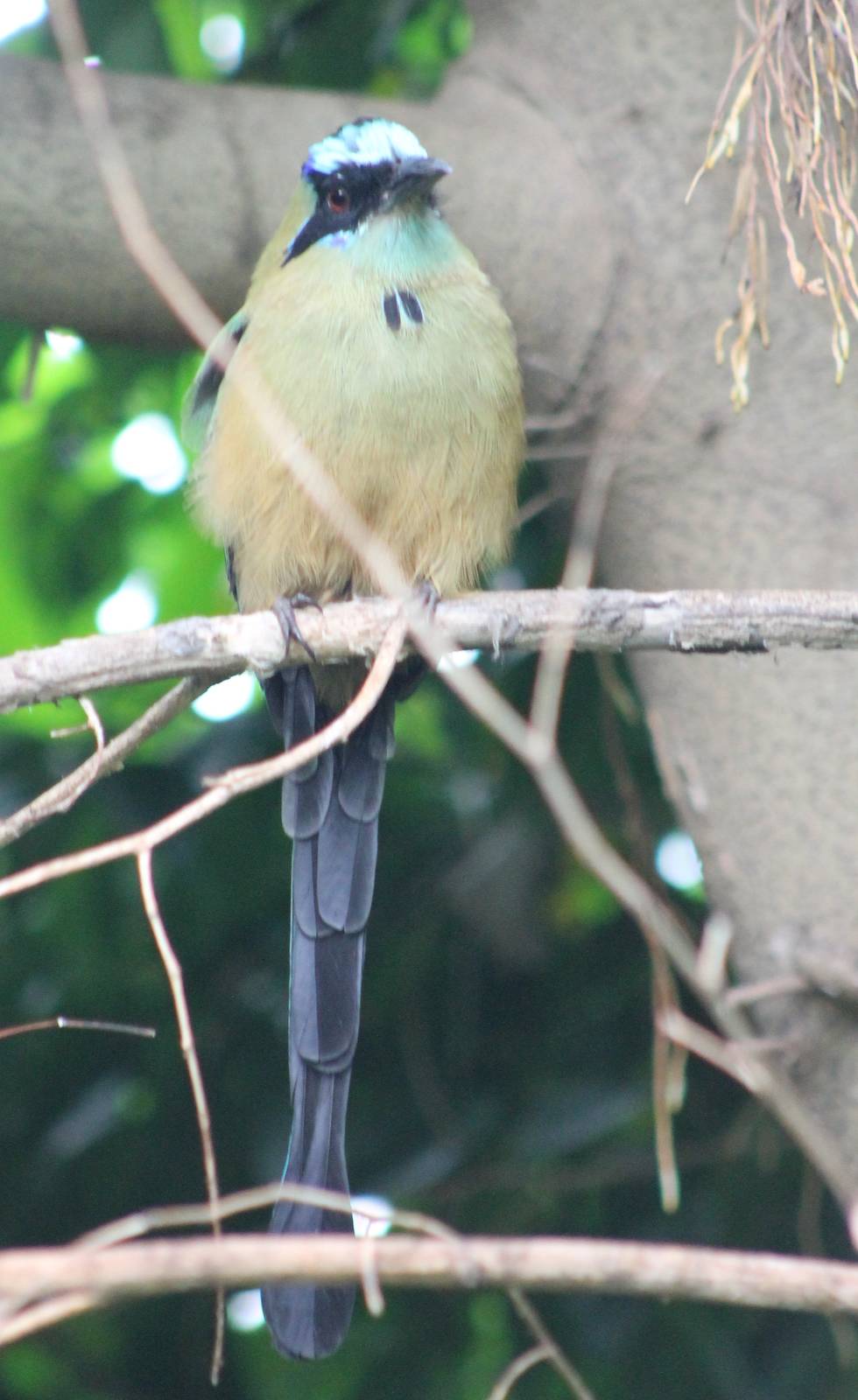 Blue-crowned motmot