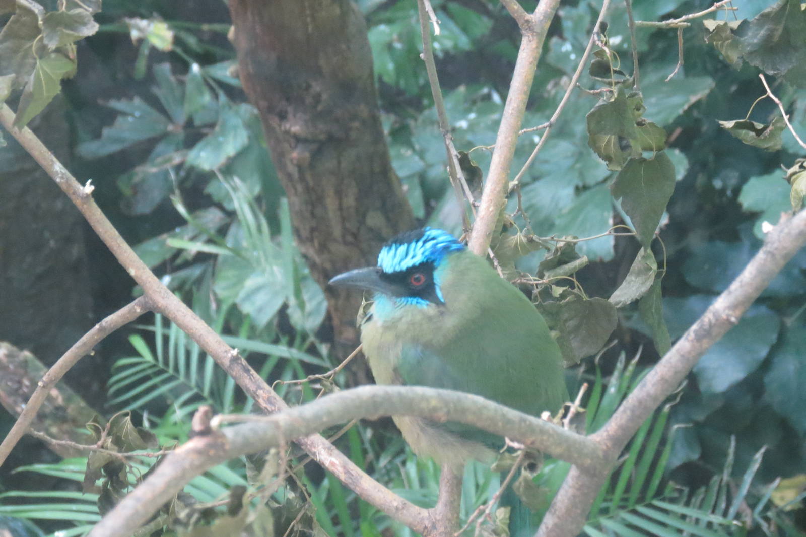 Blue crowned motmot