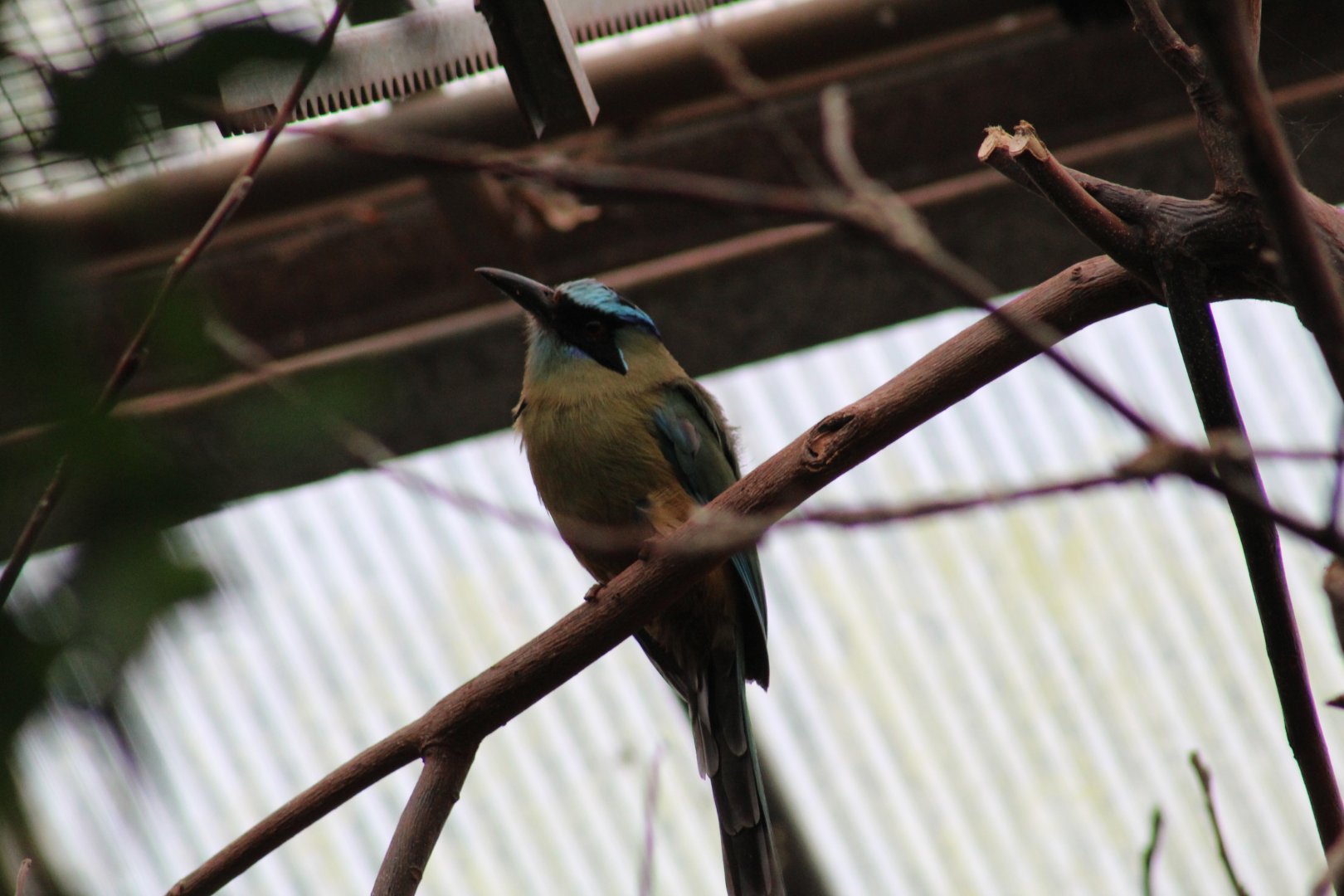 Blue-Crowned Motmot