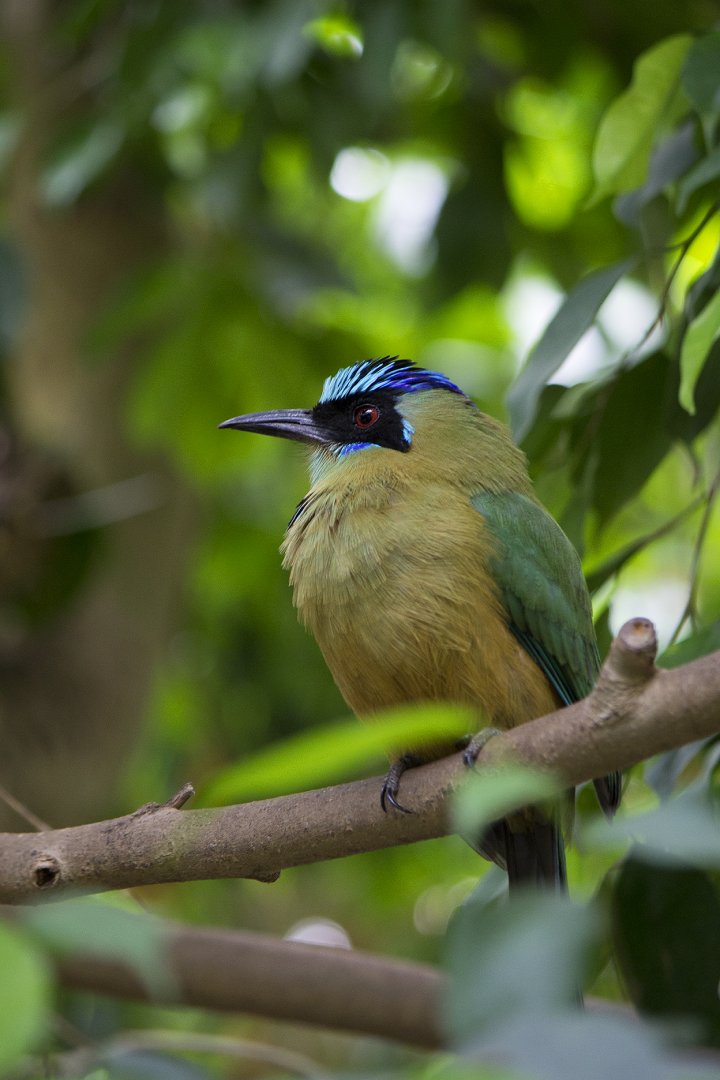 Blue-crowned Motmot