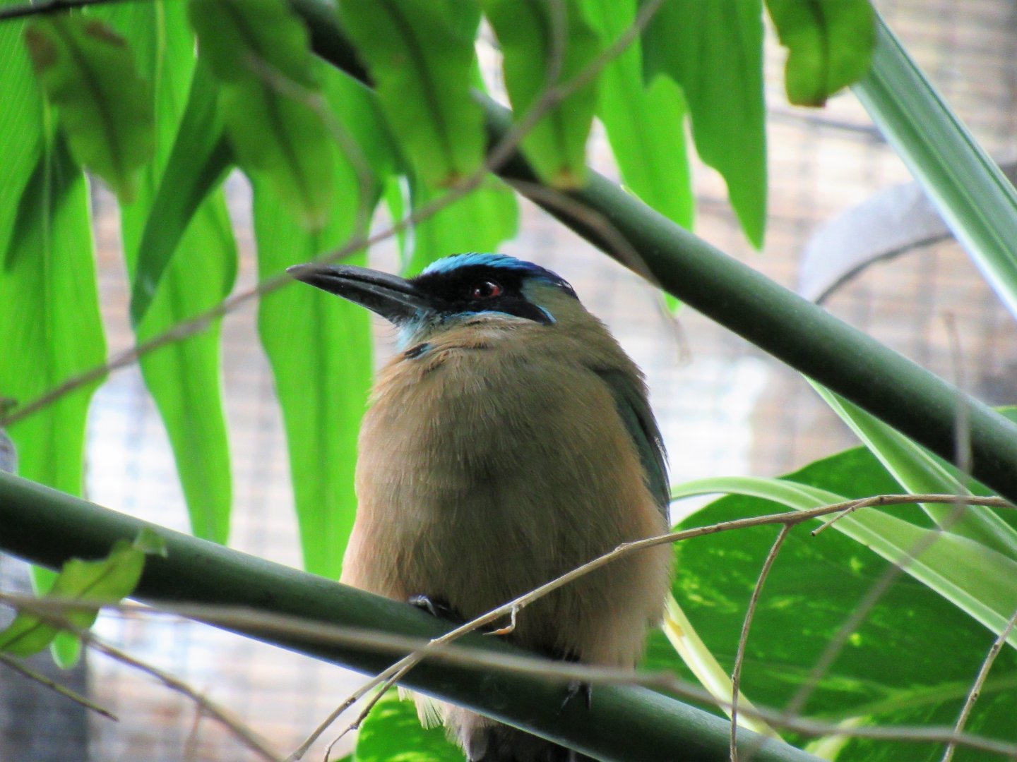 Blue-crowned motmot