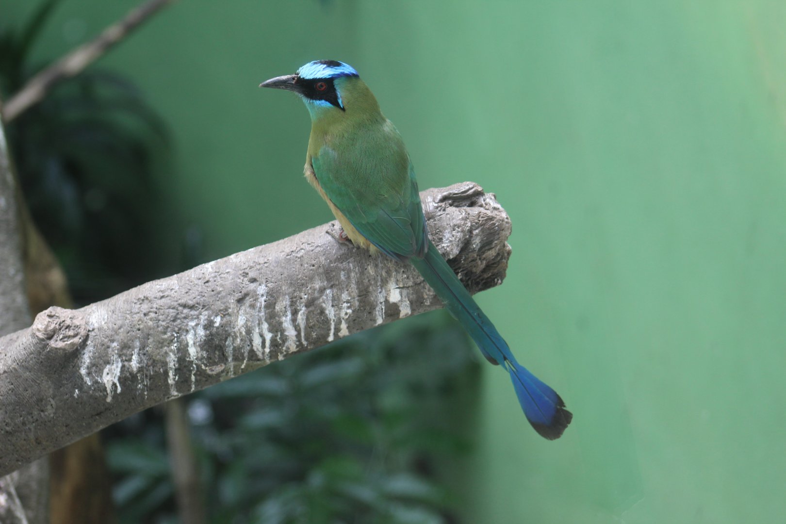 Blue-Crowned Motmot