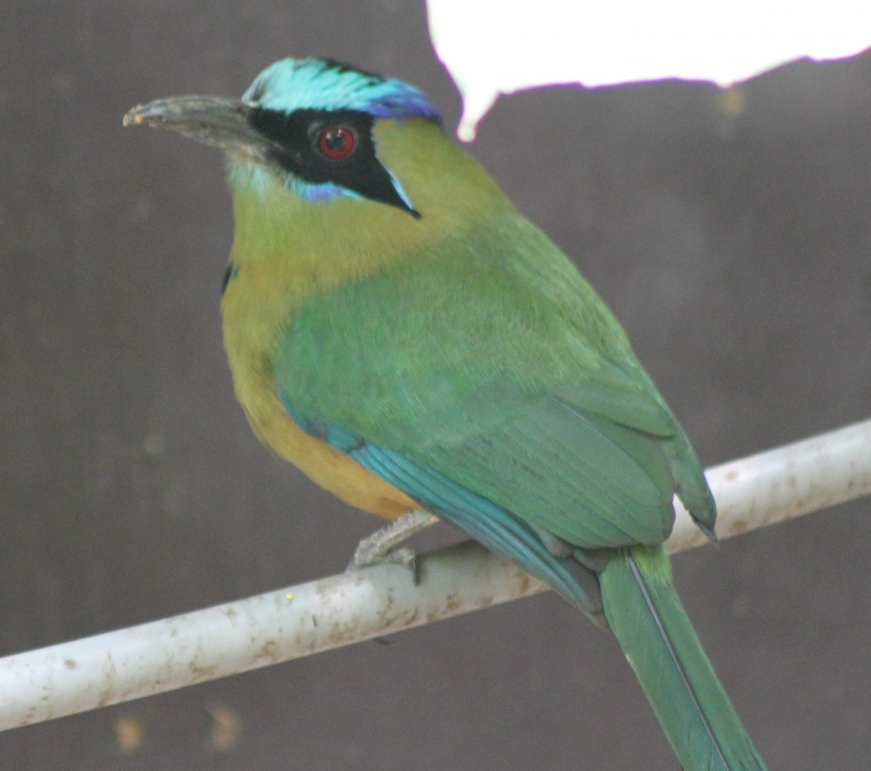 Blue-crowned motmot