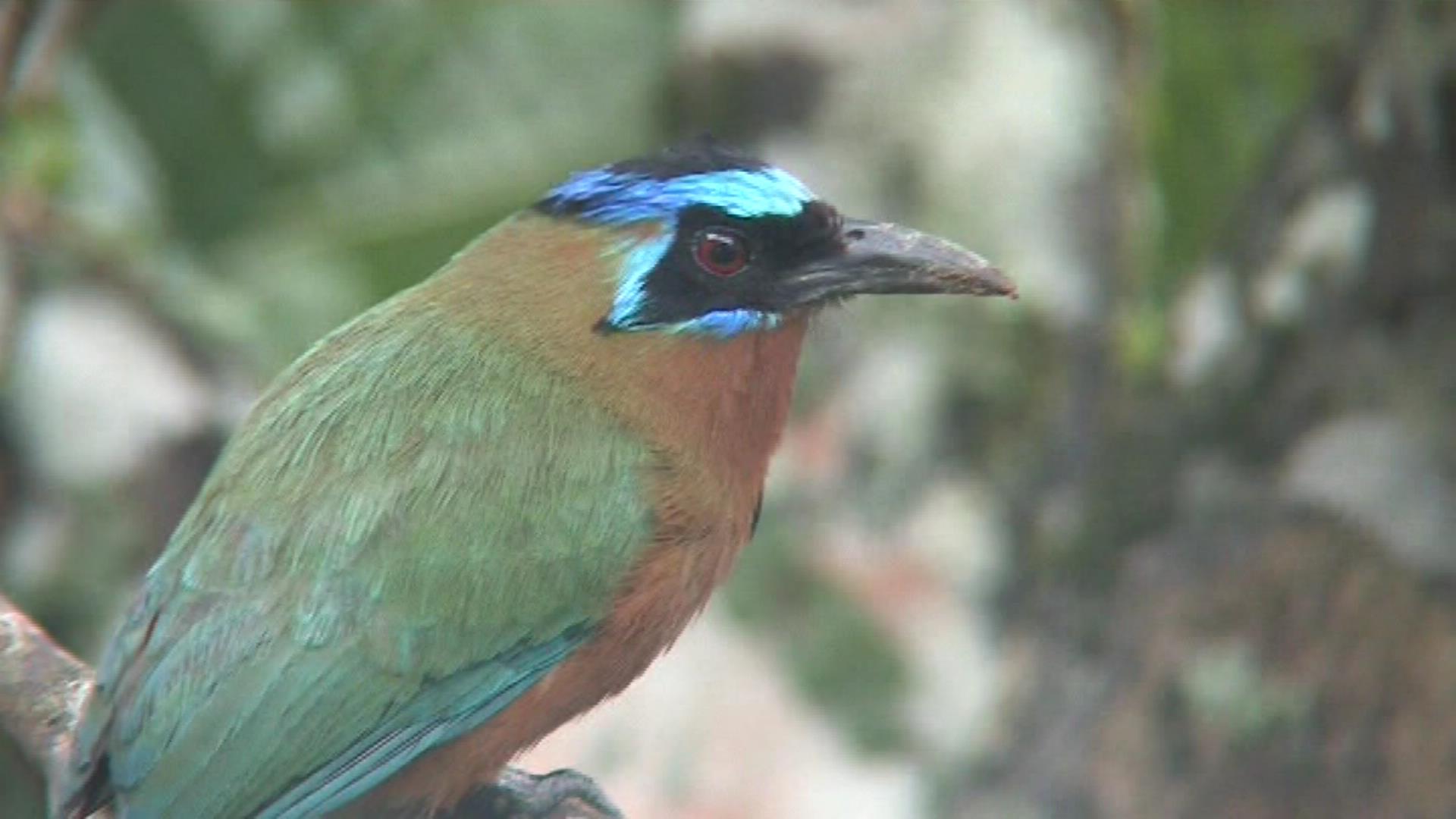 Blue-crowned Motmot