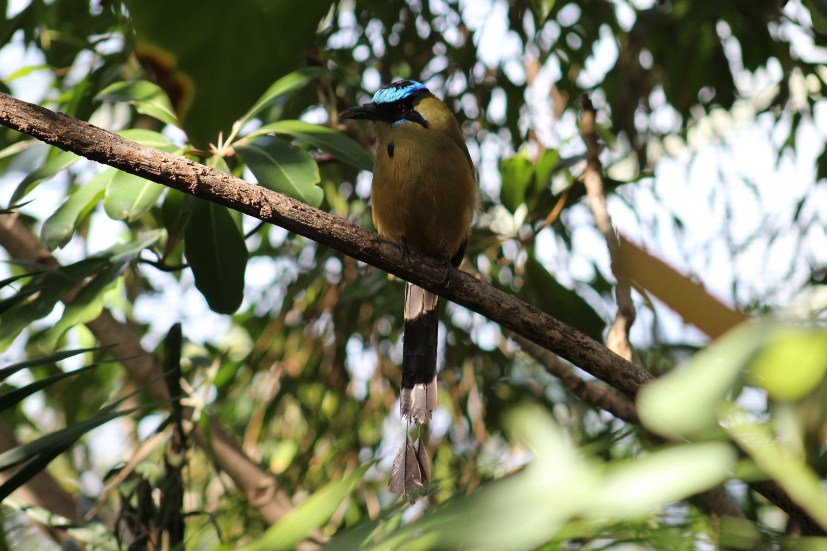 Blue-Crowned Motmot
