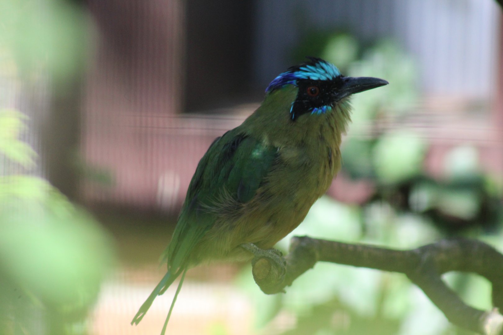 "Blue-Crowned Motmot"