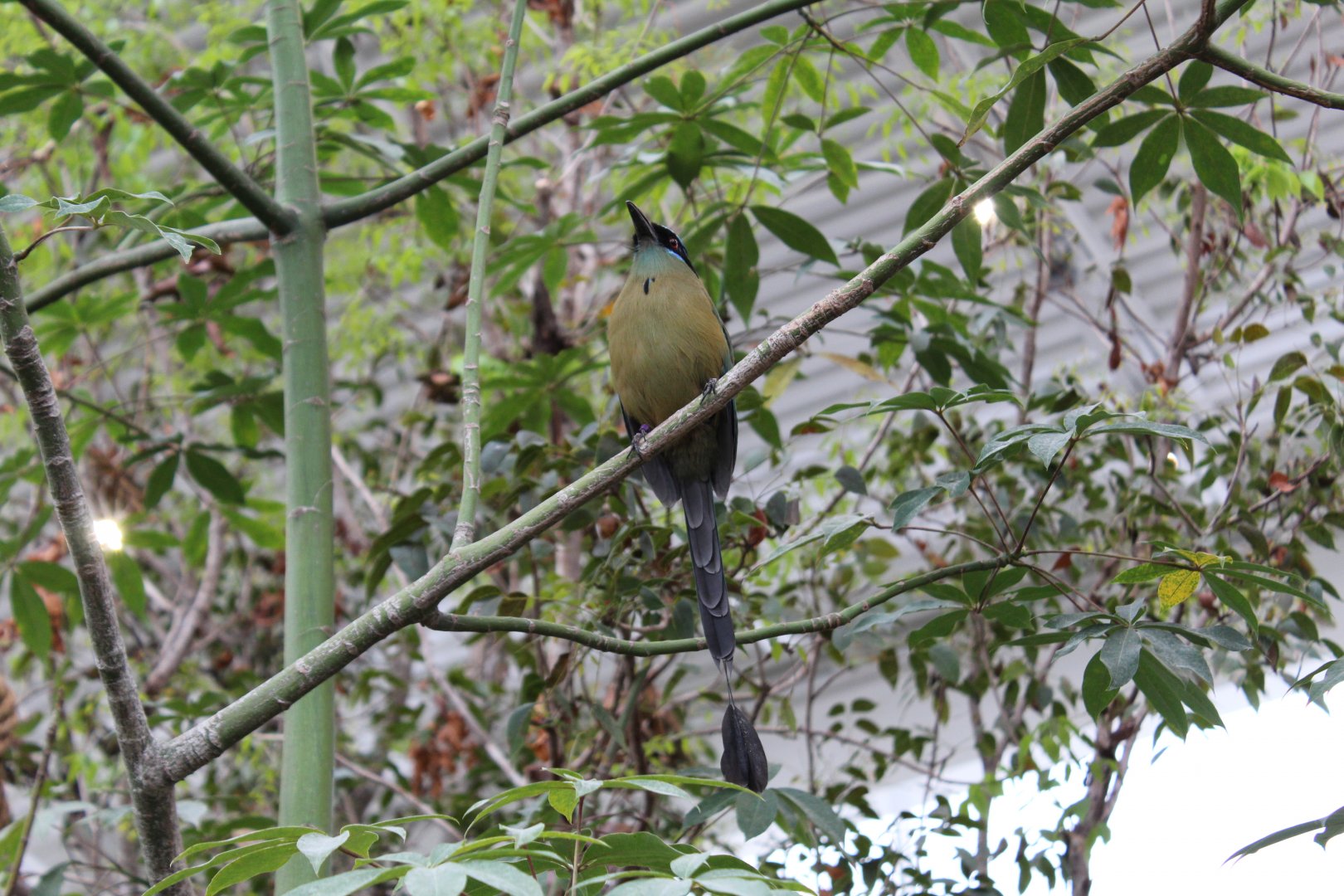 "blue-crowned motmot"