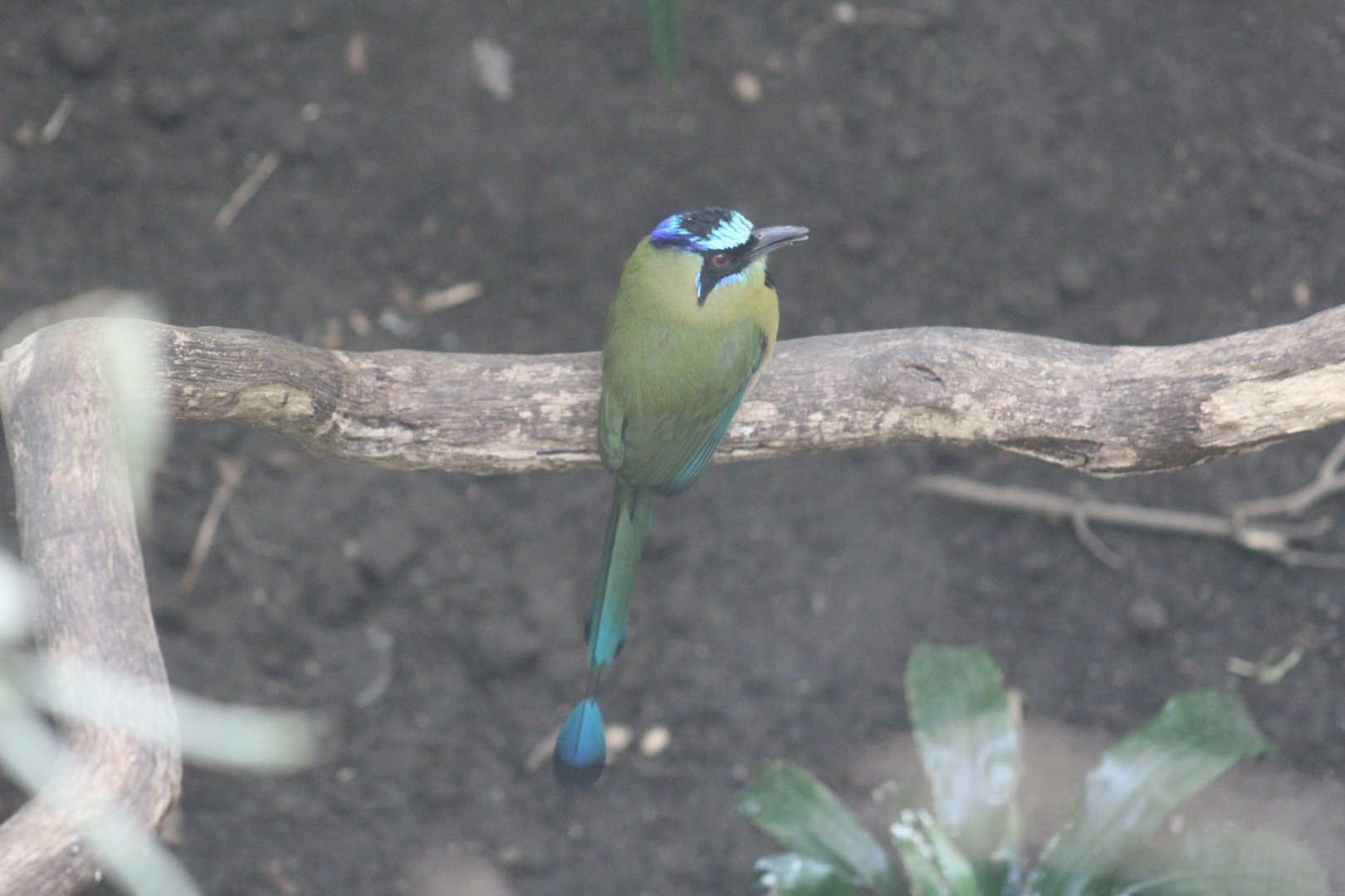 "blue-crowned motmot"