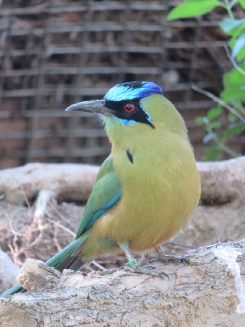 Blue-crowned Motmot