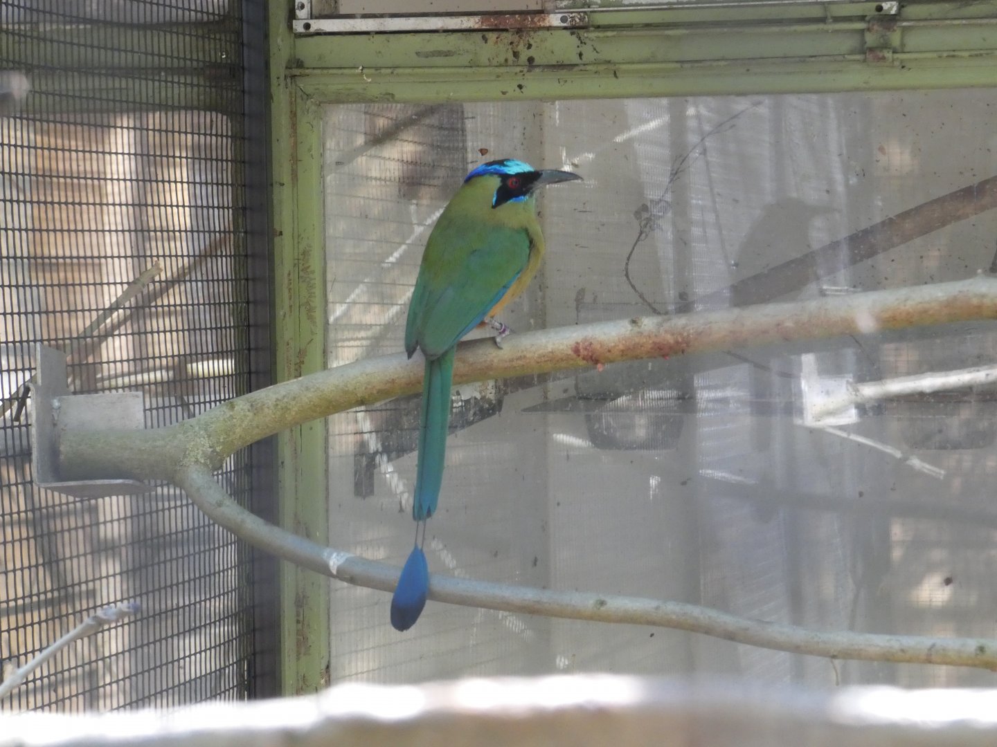 Blue-crowned Motmot