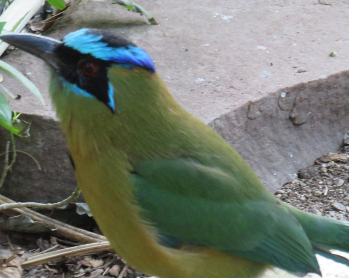 Blue-crowned motmot