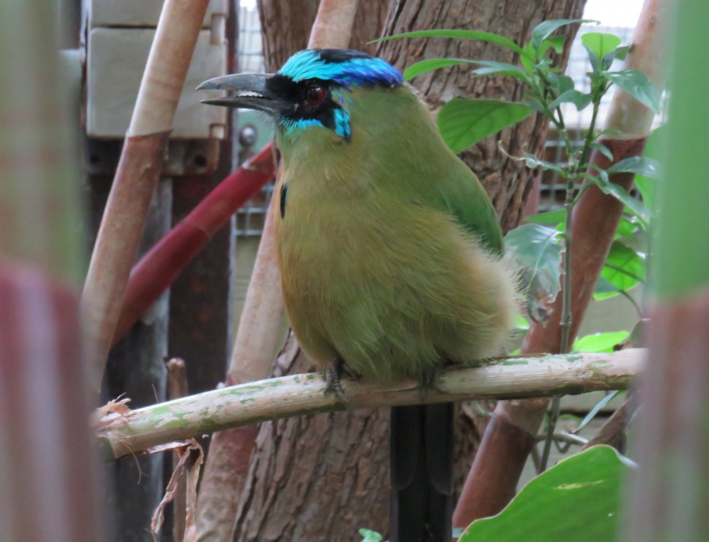 Blue-crowned motmot
