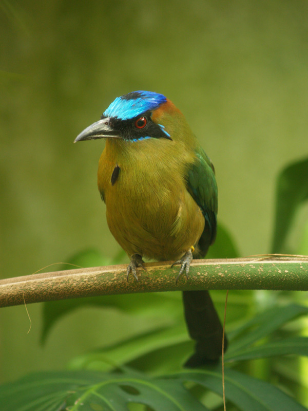 Blue-crowned Motmot