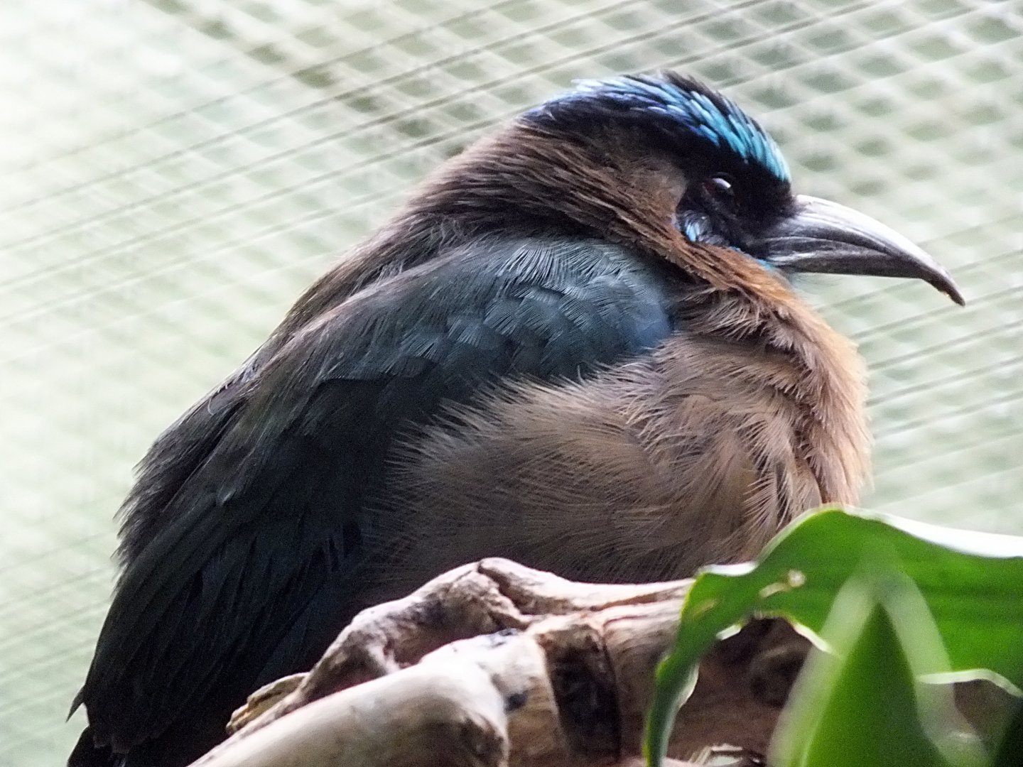 "Blue-crowned" motmot