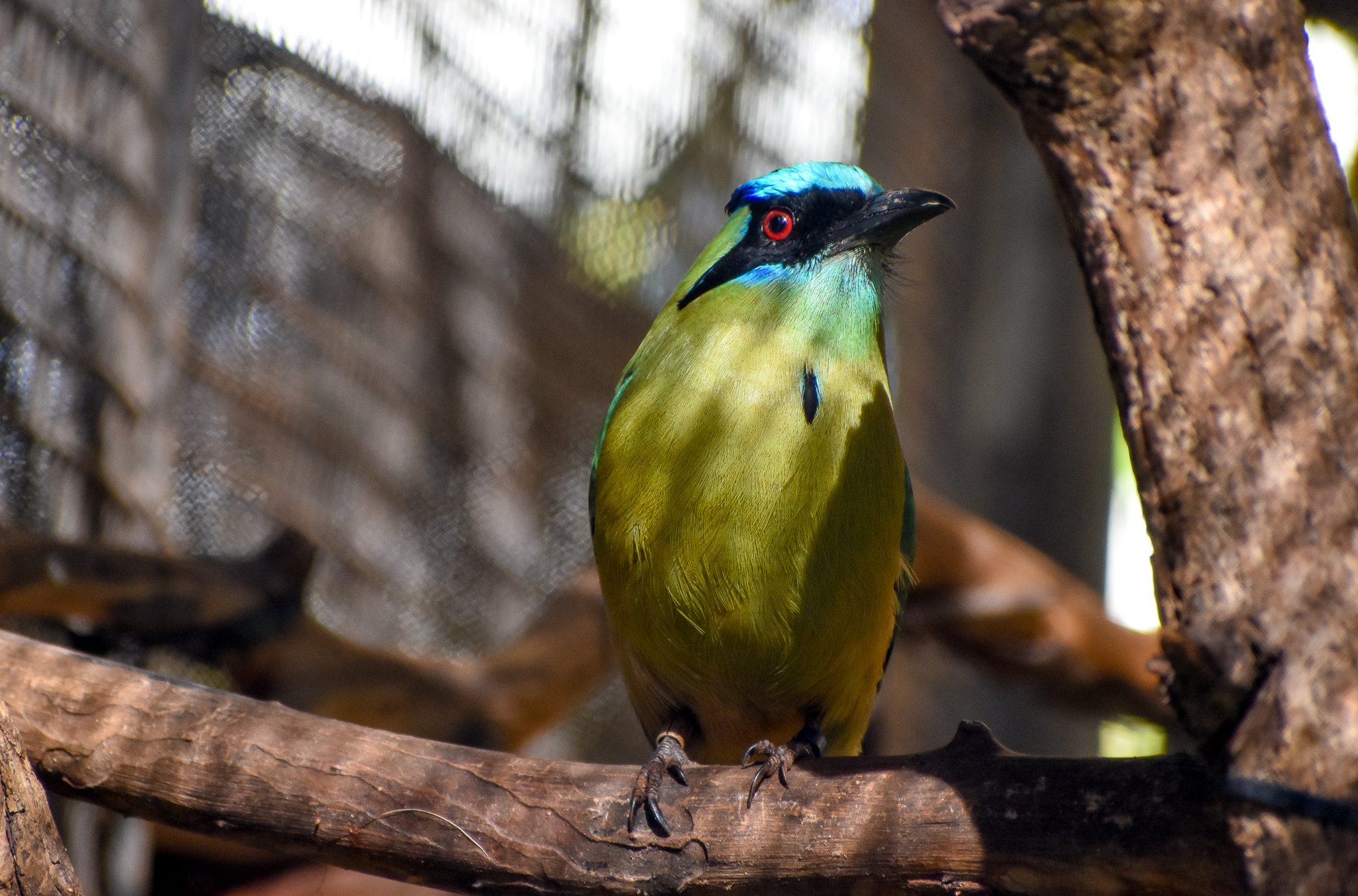 Blue-crowned Motmot