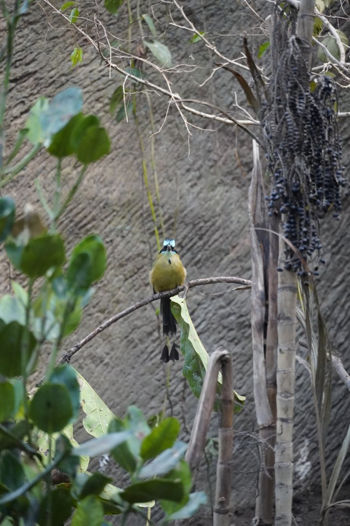 Blue-Crowned Motmot