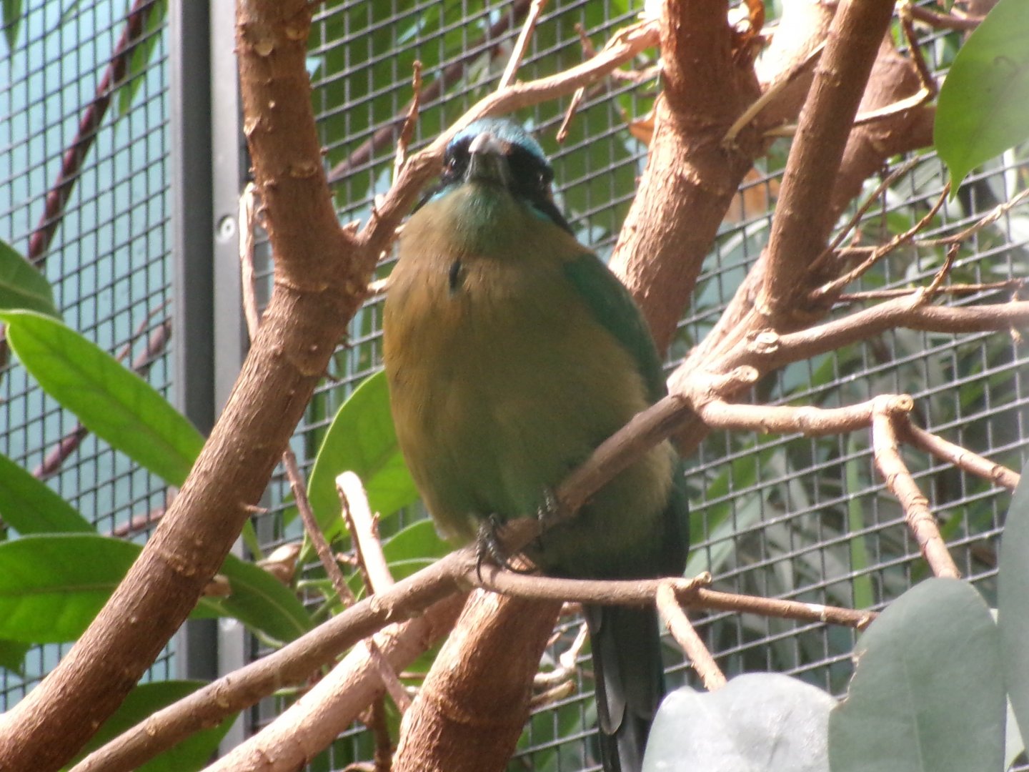 Blue-crowned motmot