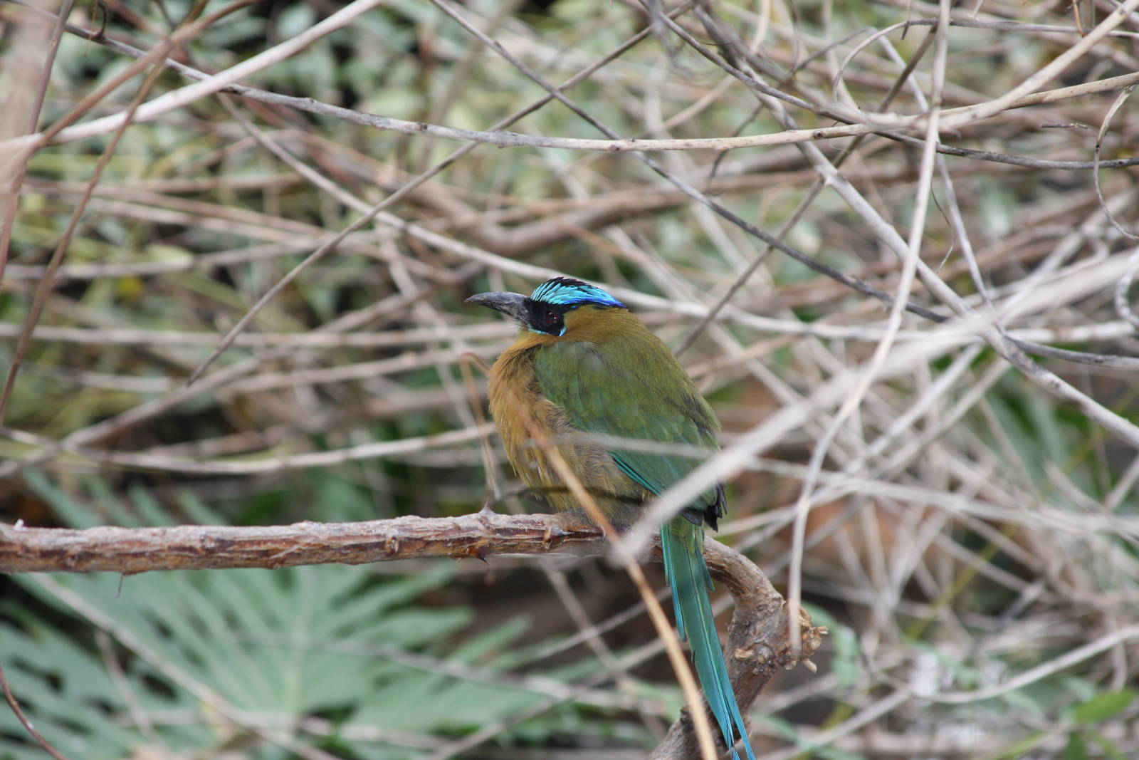Blue-Crowned Motmot