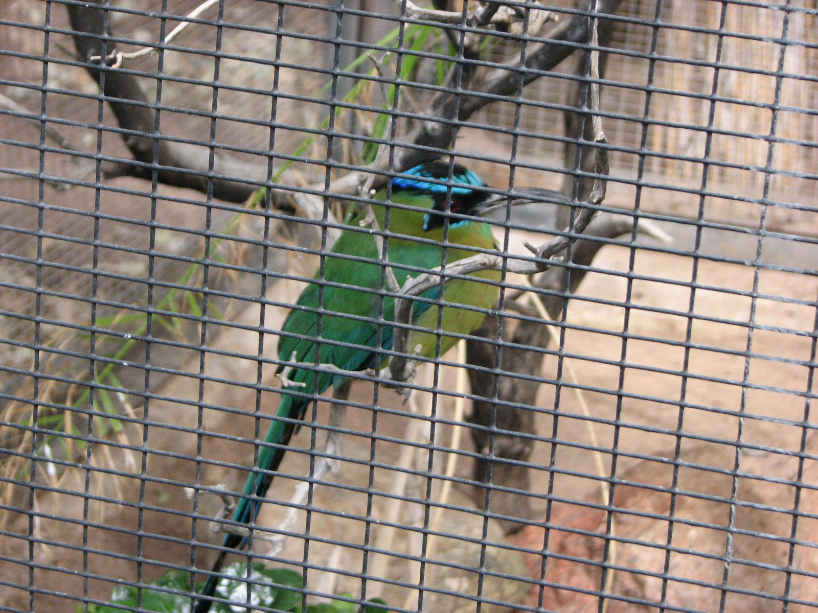 Blue Crowned Motmot