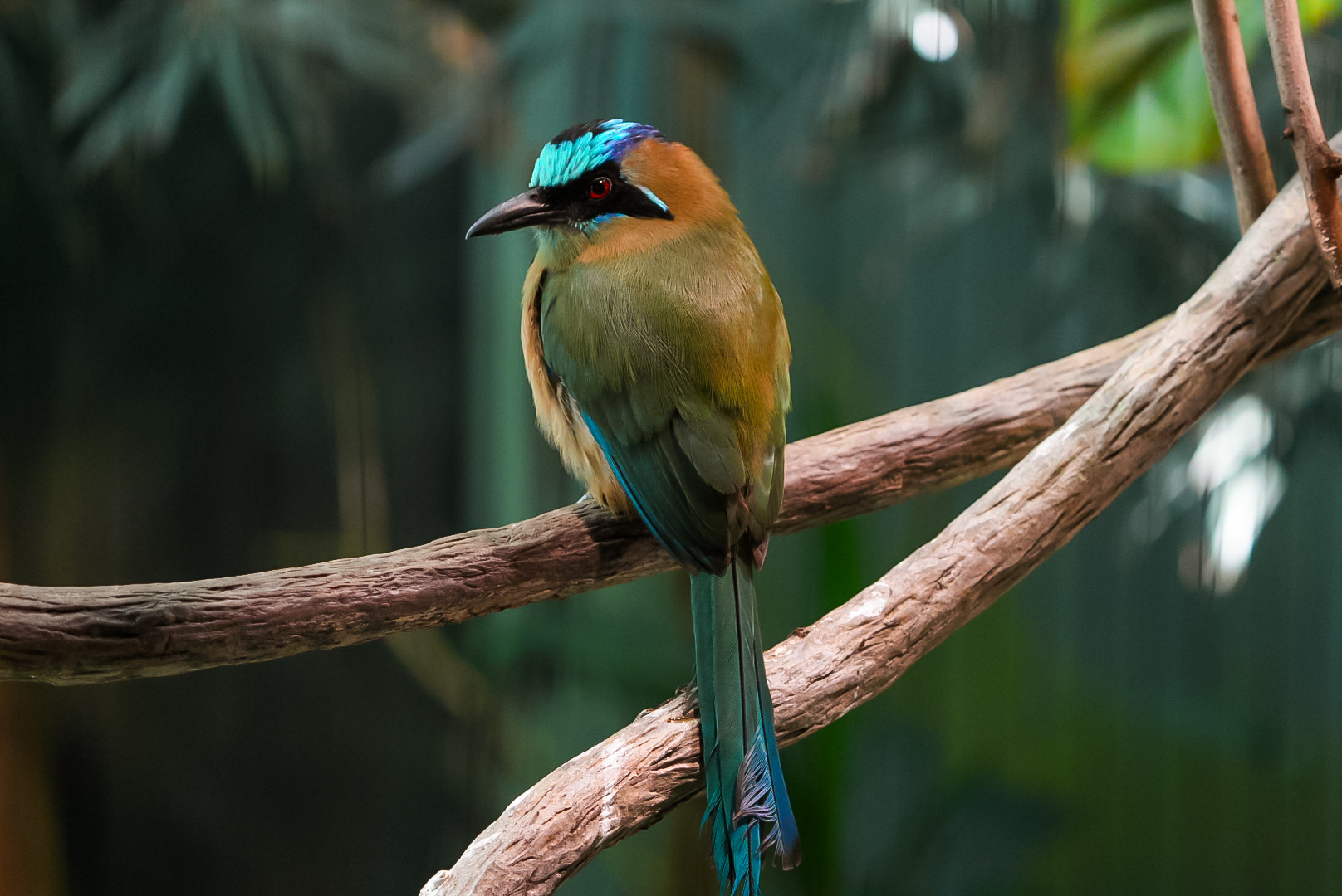 Blue-crowned Motmot