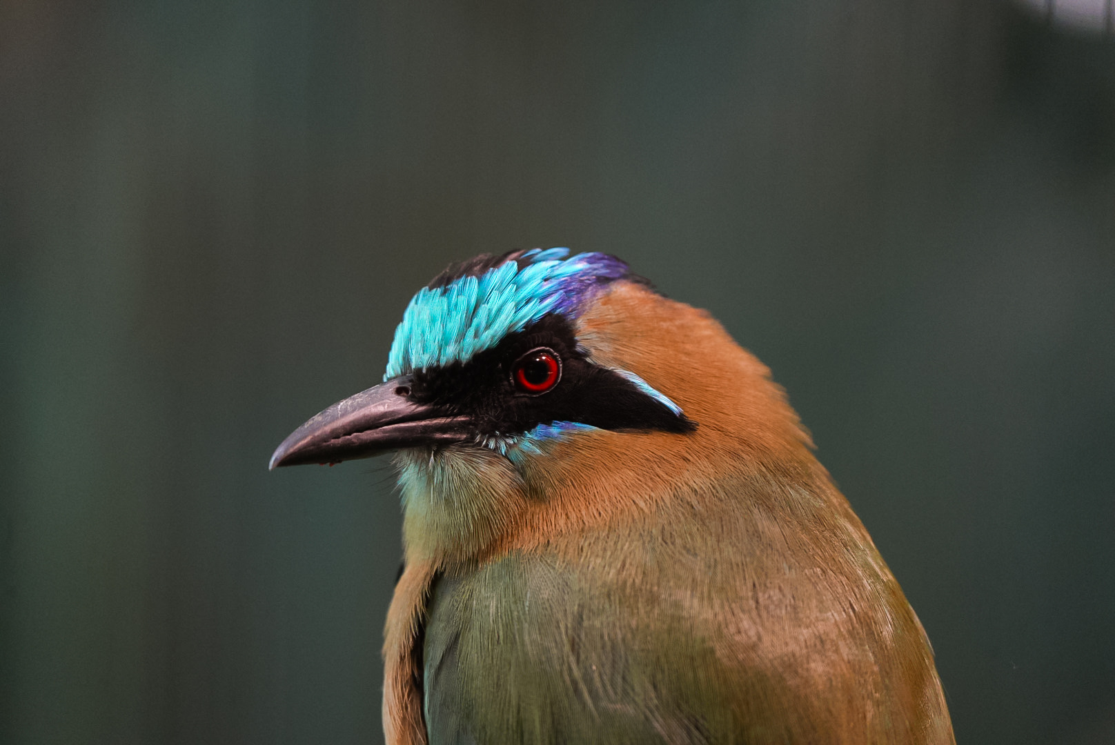 Blue-crowned Motmot
