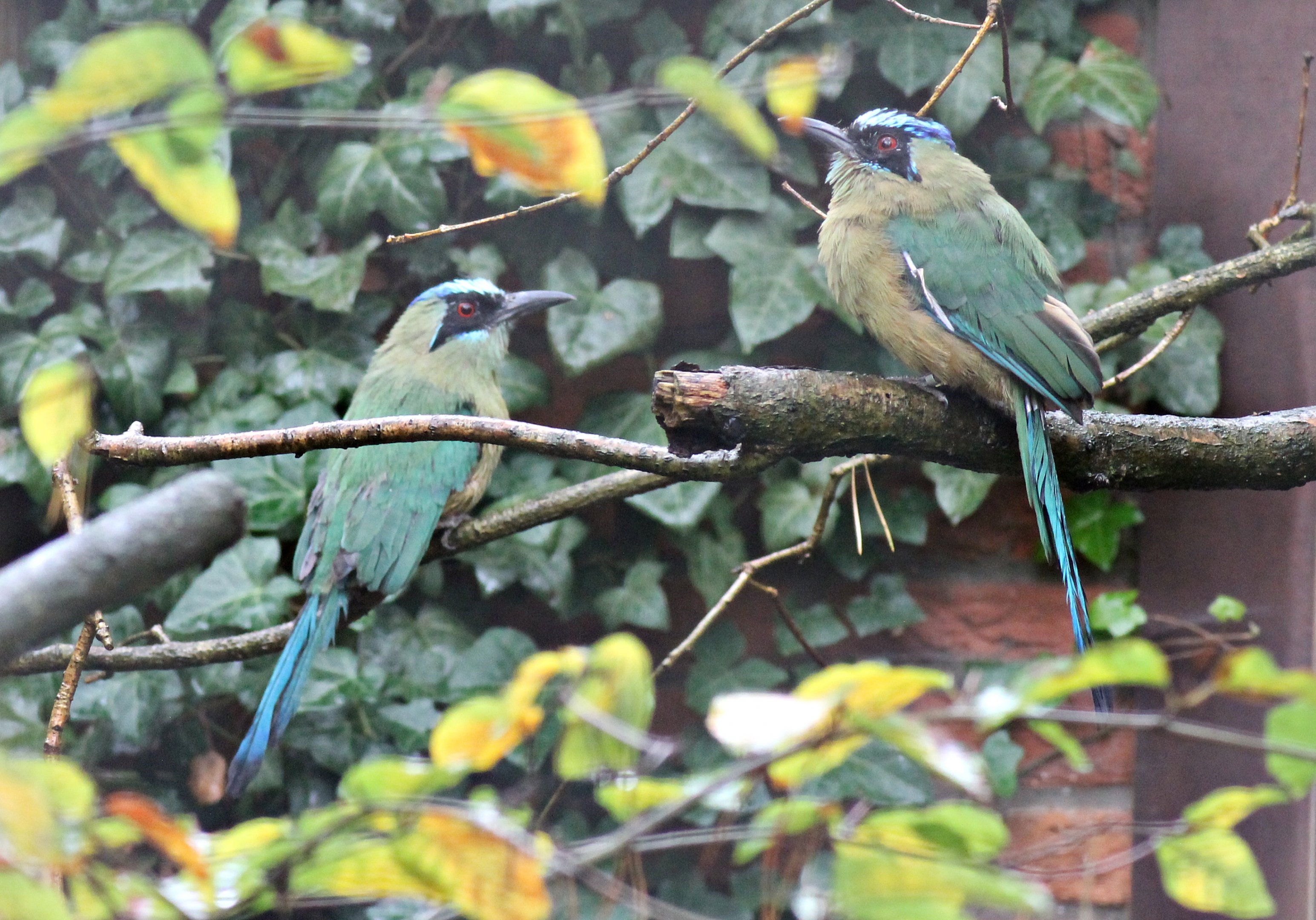 Blue-crowned motmots (Momotus momota)