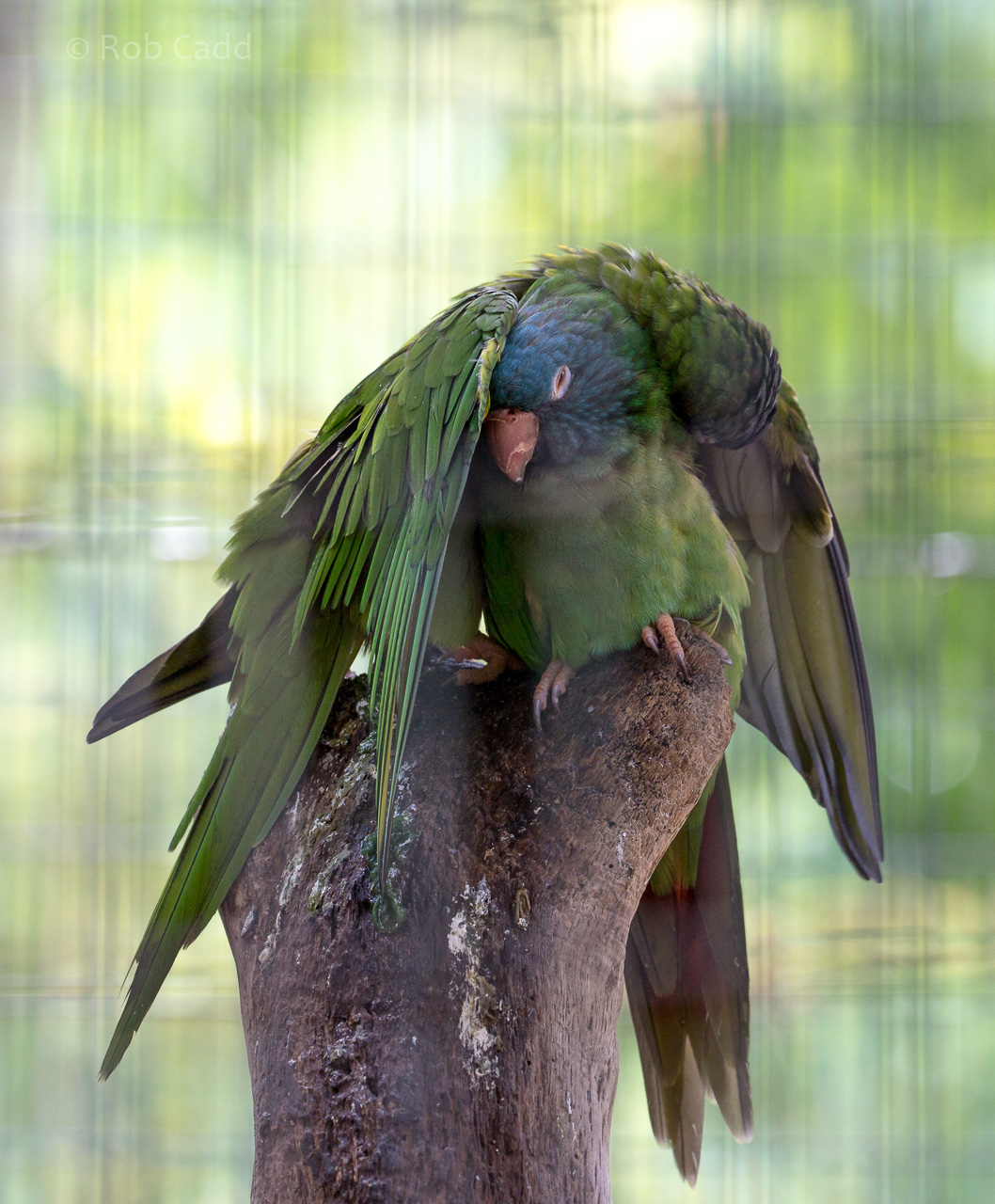 Blue-crowned parakeet : Amazona Zoo : 28 Sep 2017