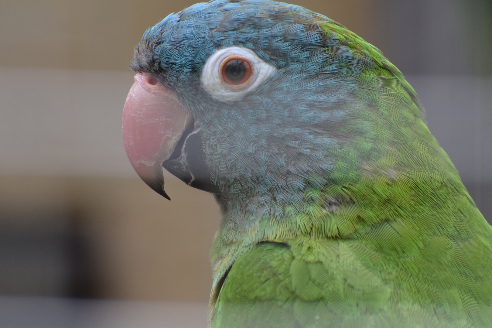 Blue-crowned parakeet - Papouščí Zoo Bošovice