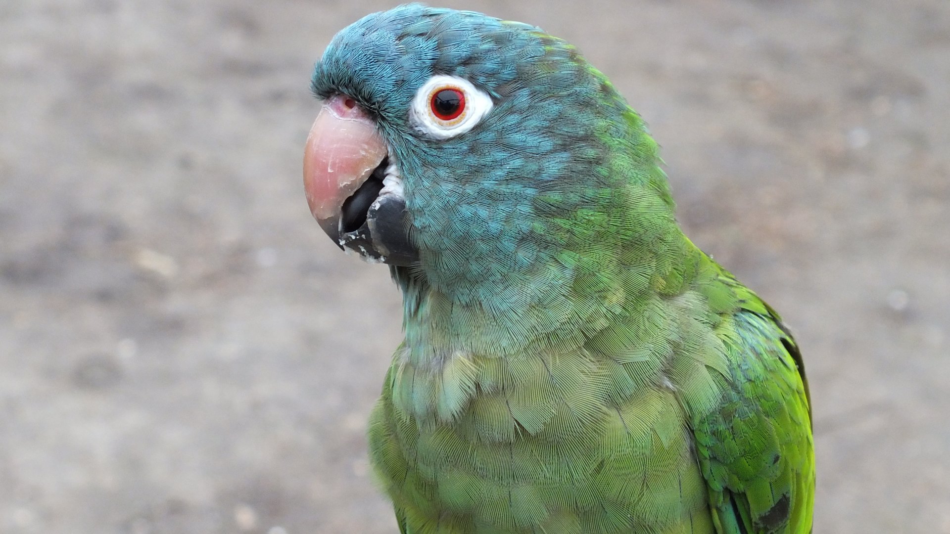 Blue Crowned Parakeet