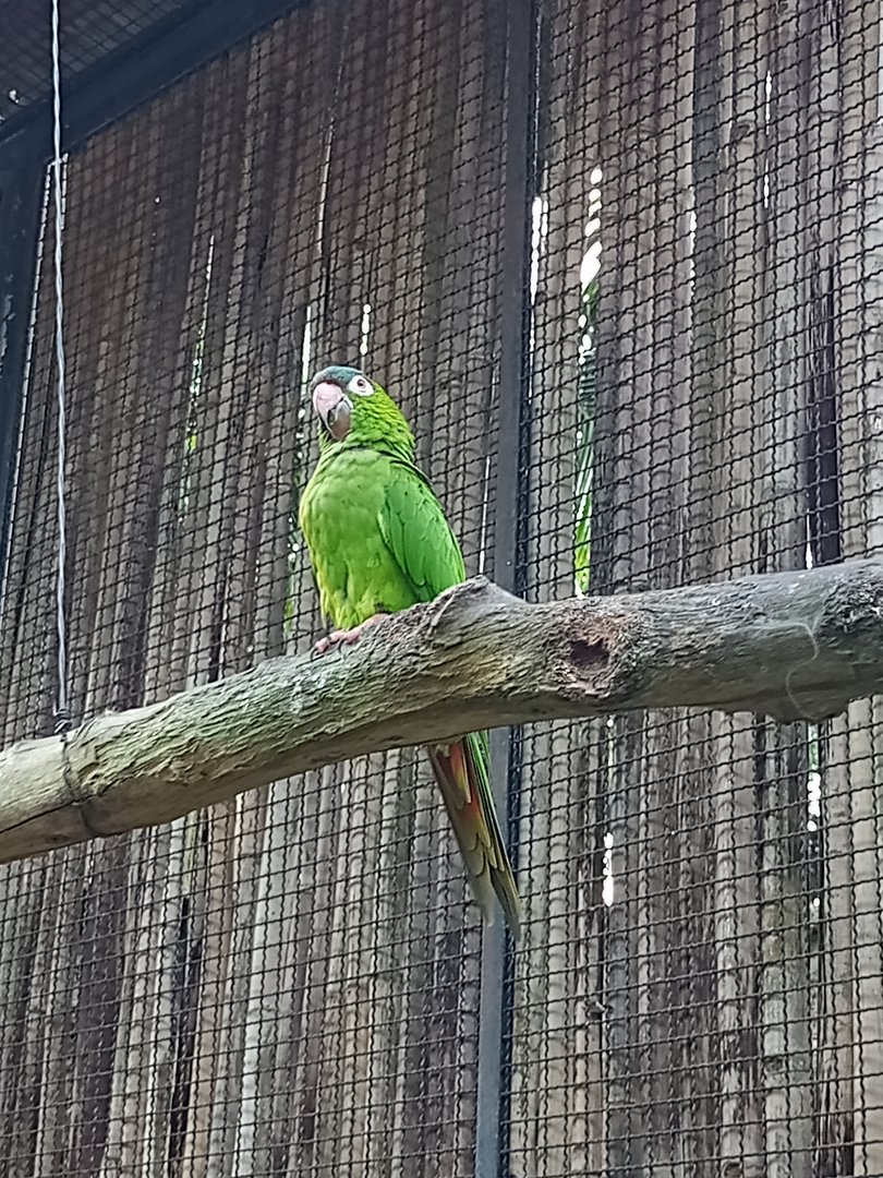 Blue crowned parakeet