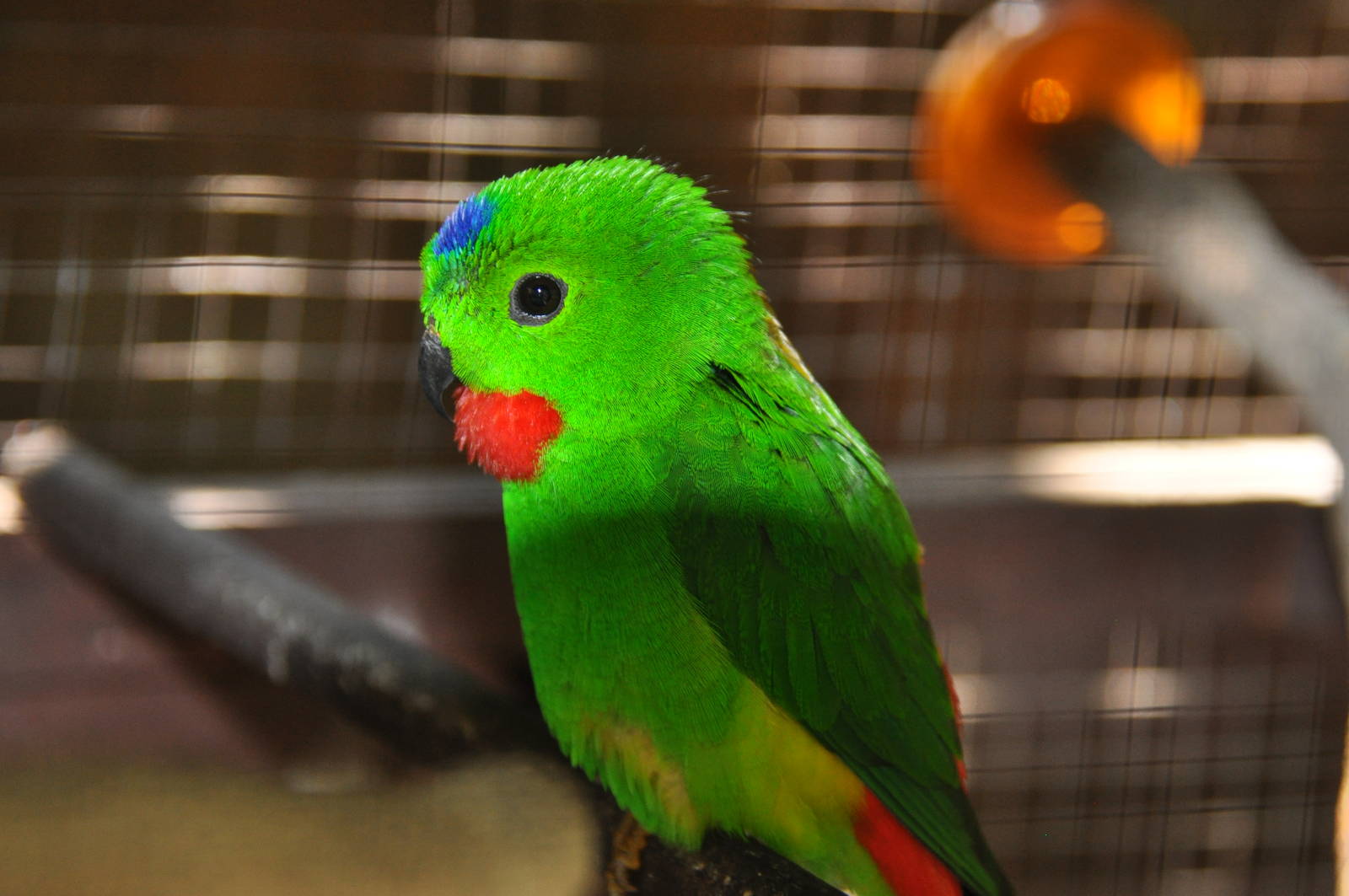 Blue-crowned parrot/ Loriculus galgulus