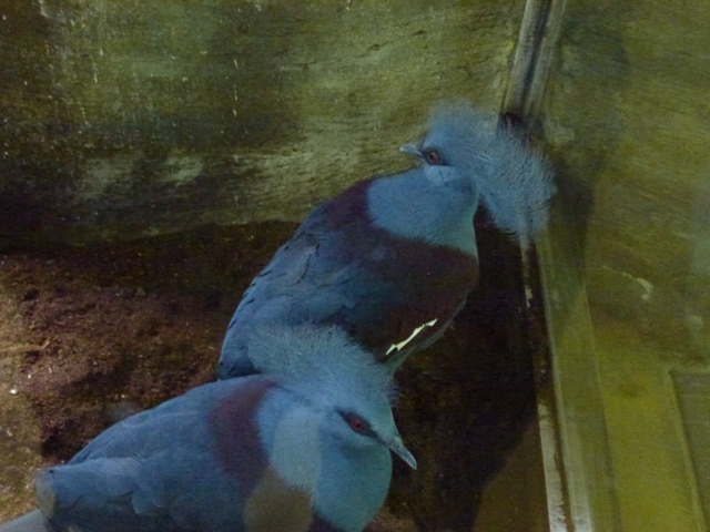 Blue Crowned Pigeon 23.5.12