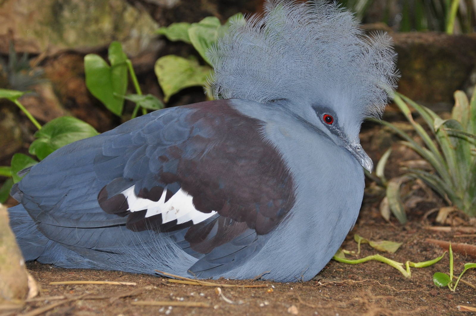 Blue crowned pigeon/ Goura cristata