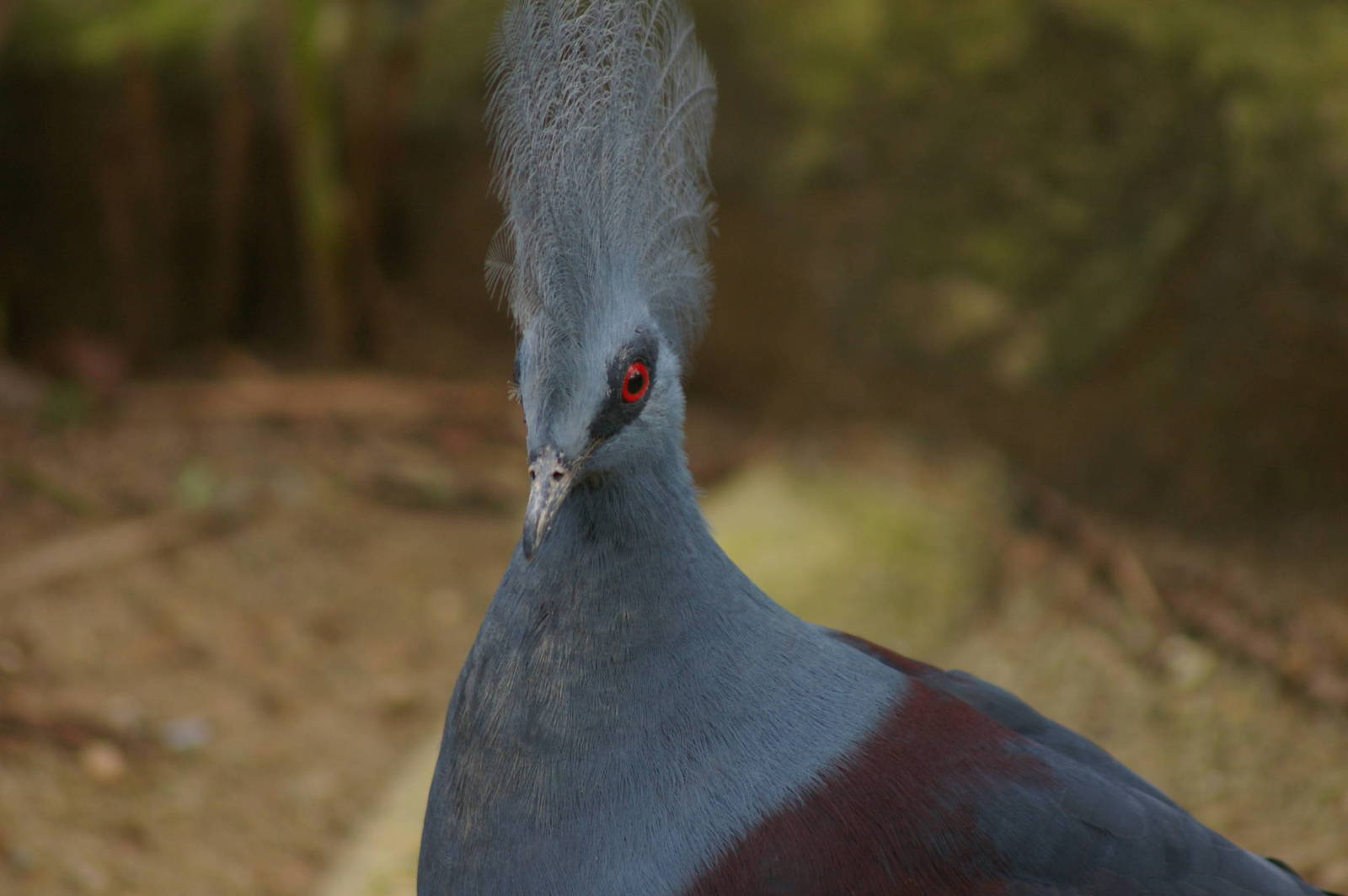 blue crowned pigeon, Jurong