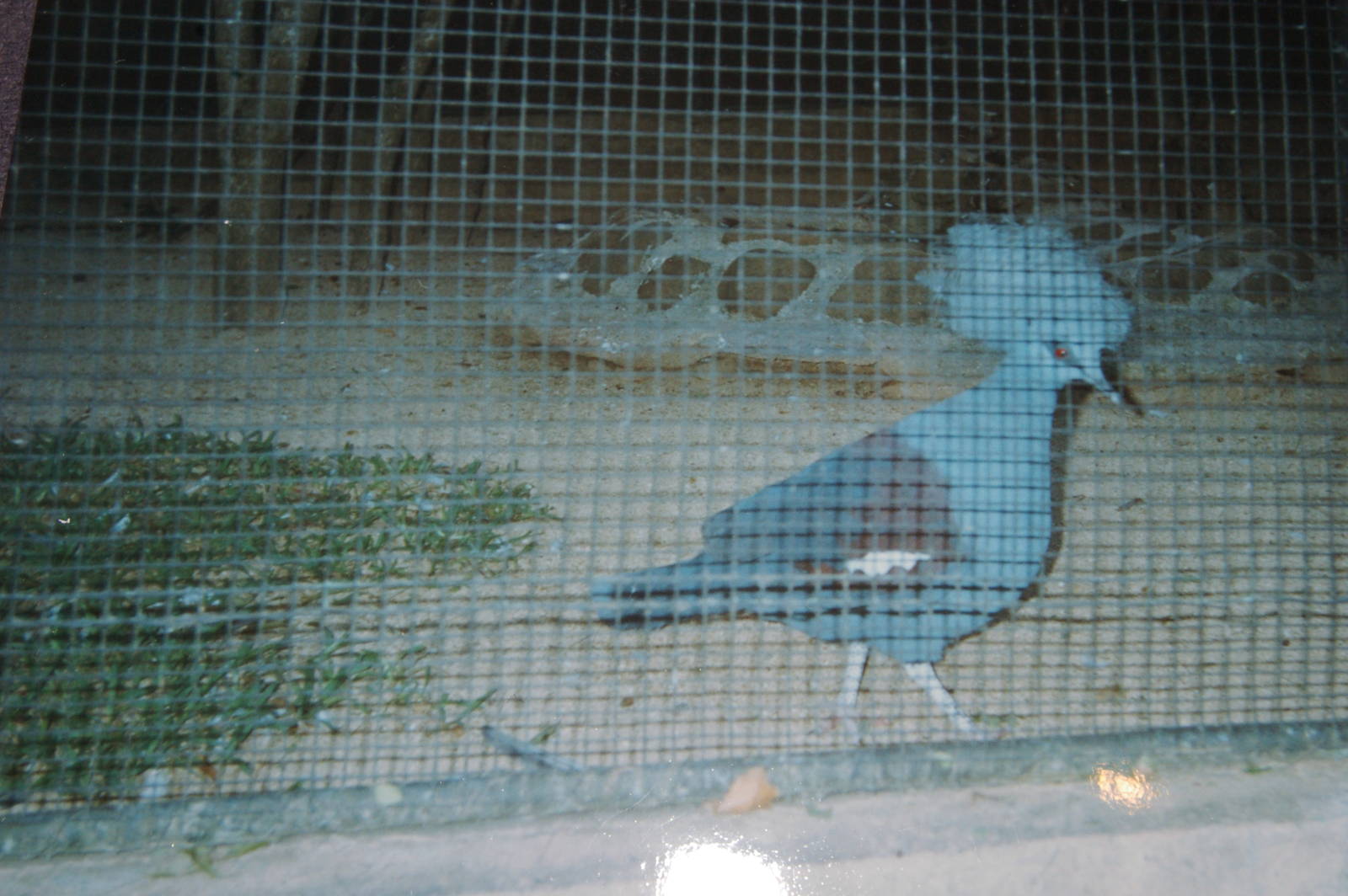 blue crowned pigeon, Noumea Zoo