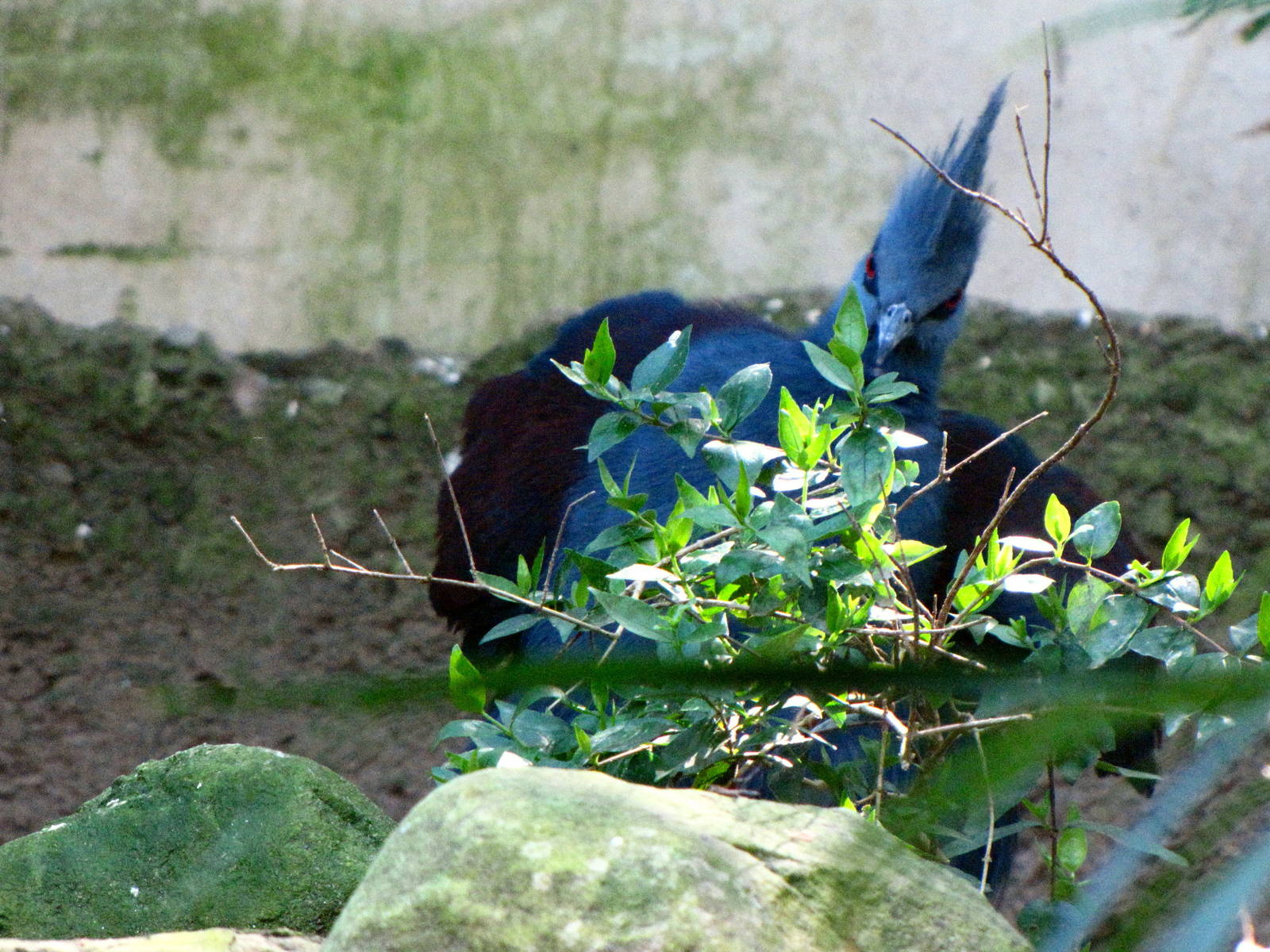 Blue Crowned Pigeon - Wings of Asia Aviary