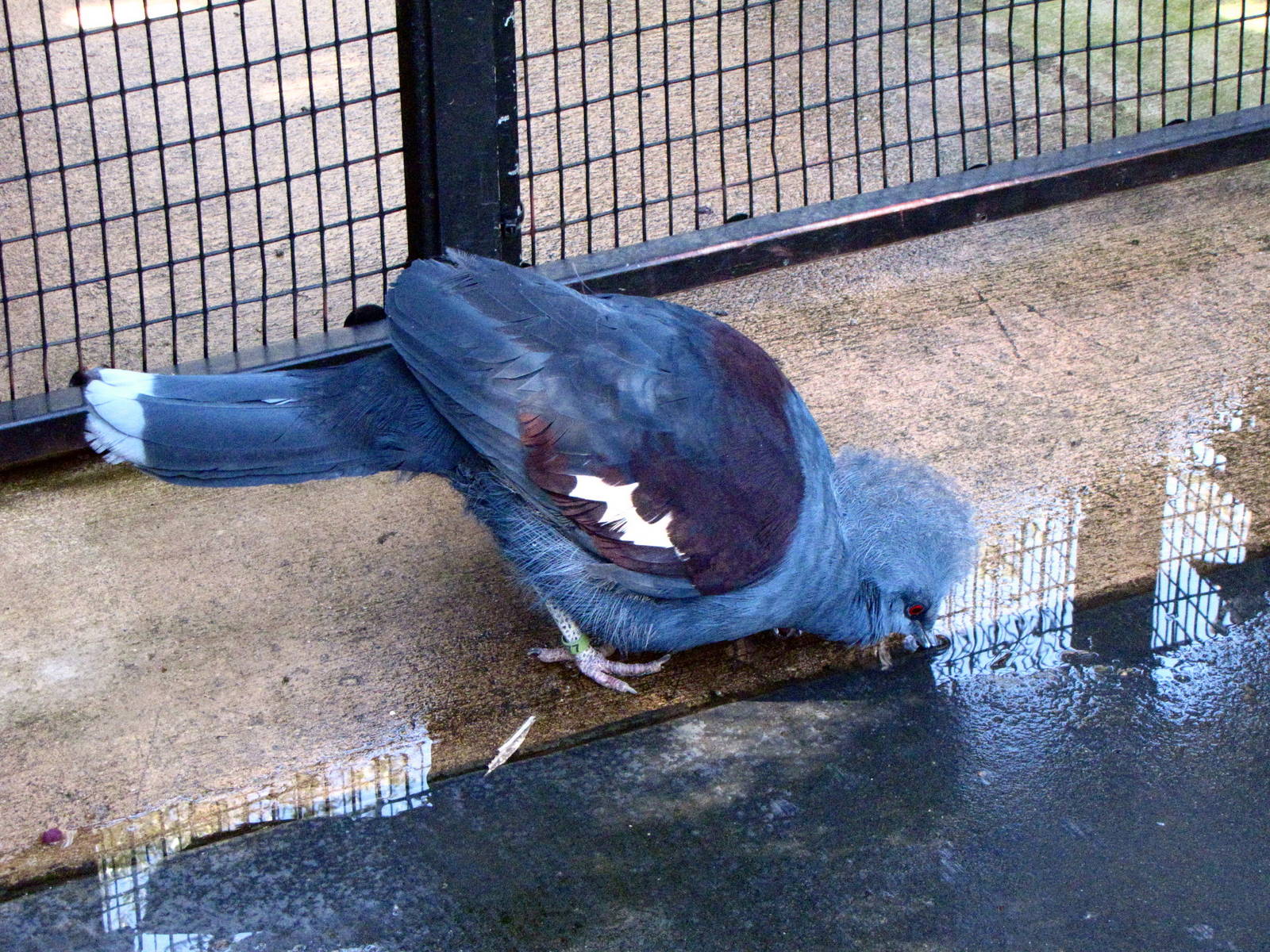 Blue Crowned Pigeon - Wings of Asia Aviary