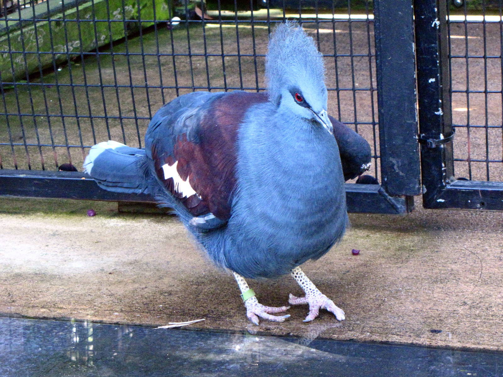 Blue Crowned Pigeon - Wings of Asia Aviary