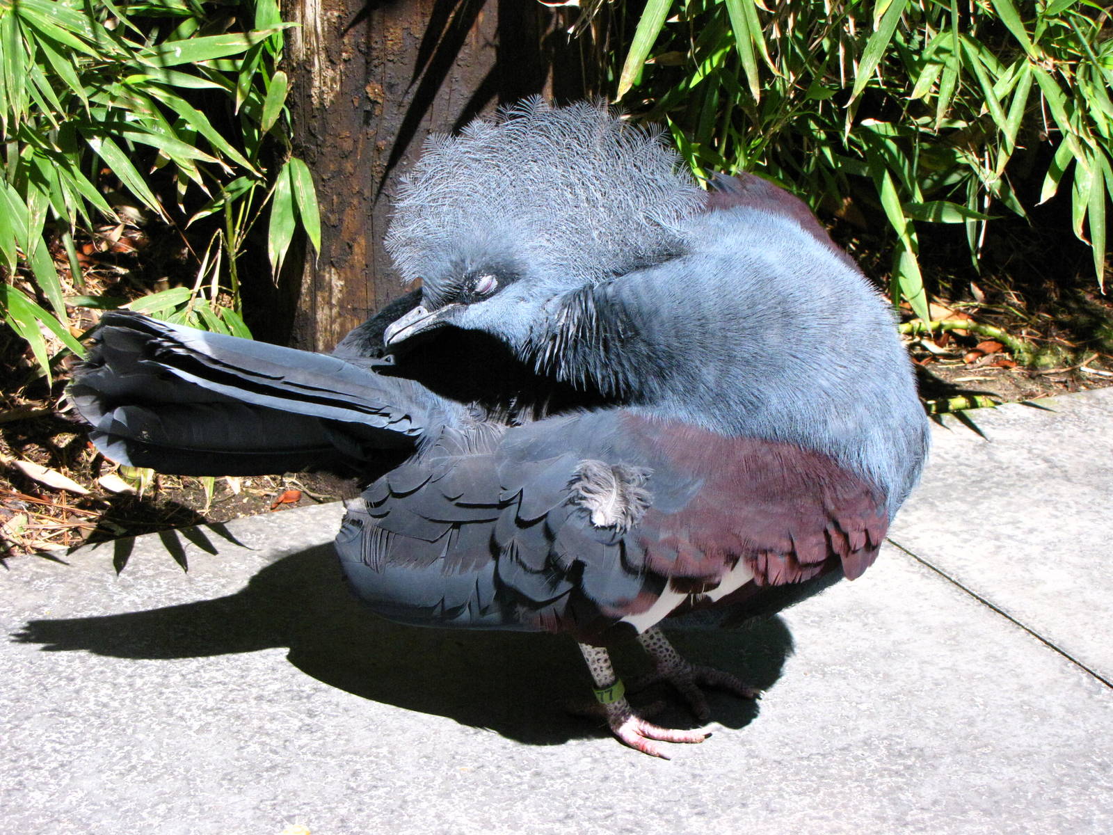 Blue Crowned Pigeon - Wings of Asia Aviary