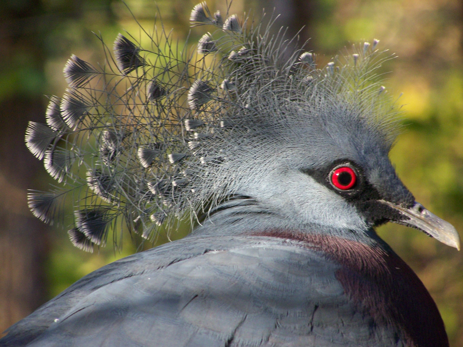 Blue crowned pigeon