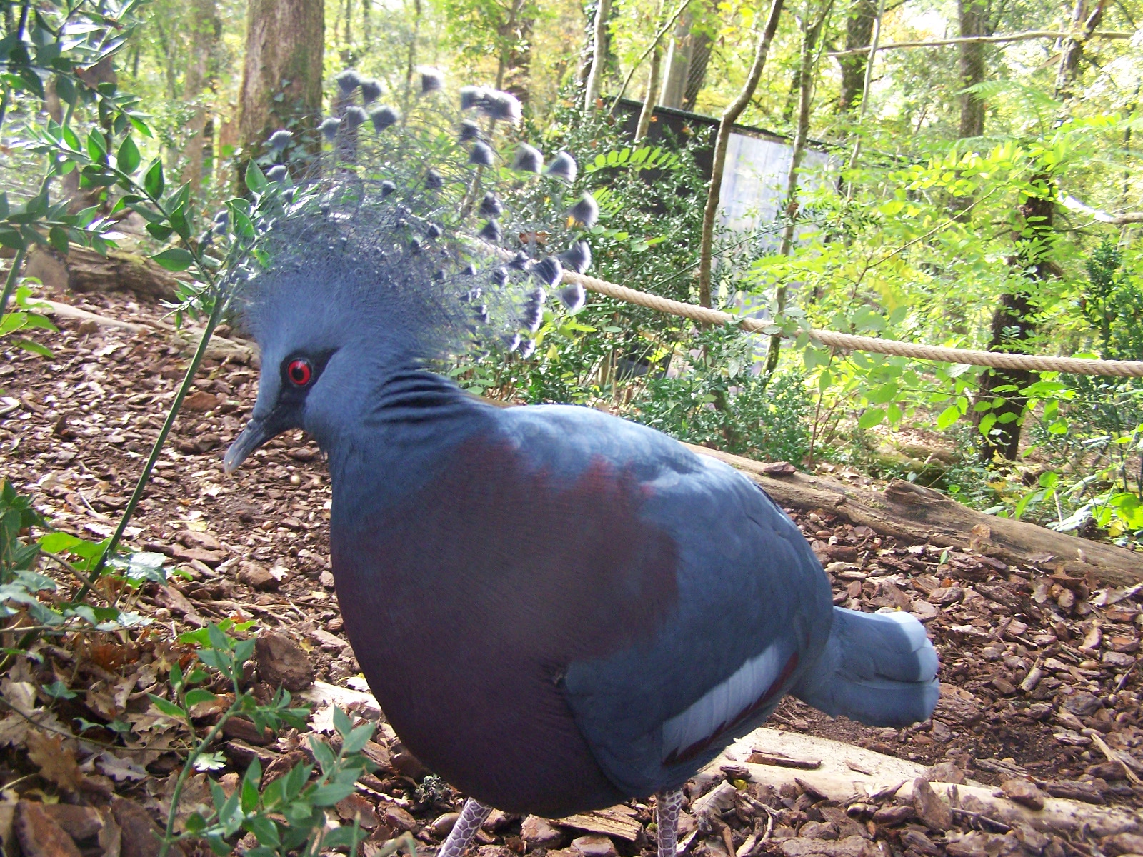 Blue crowned pigeon