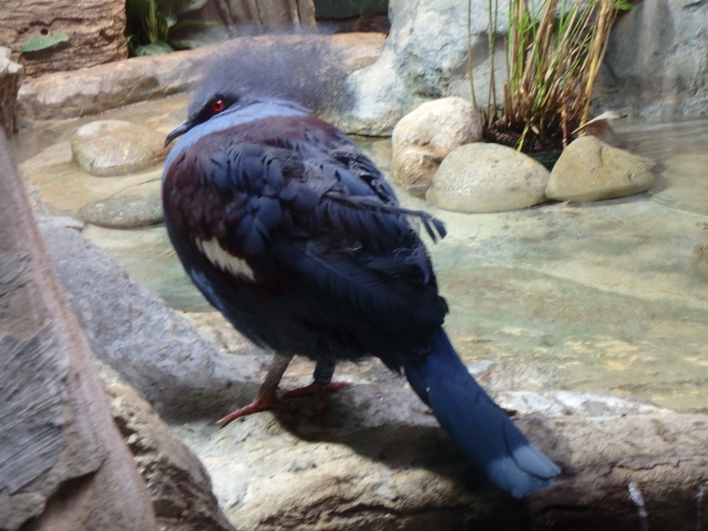 Blue crowned pigeon