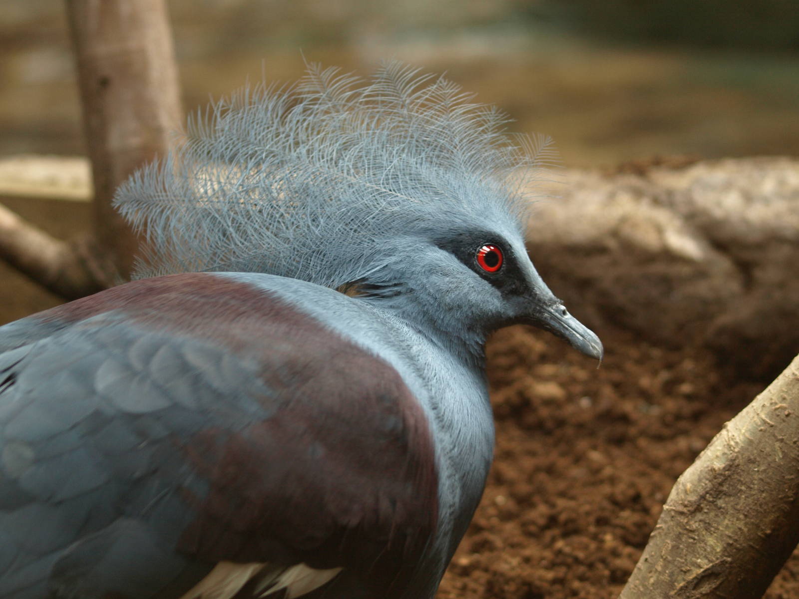 Blue crowned pigeon